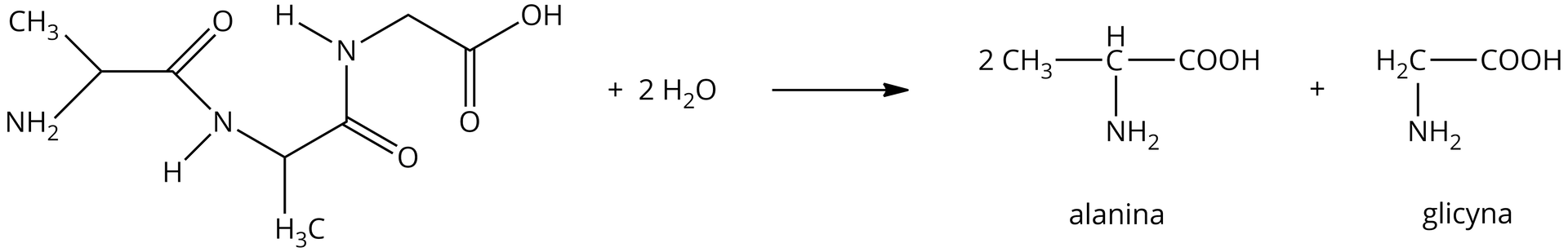 Na ilustracji jest równanie reakcji: jedna cząsteczka alanyloalanyloglicyny dodać dwie cząsteczki wody daje dwie cząsteczki alaniny dodać jedna cząsteczka glicyny.  