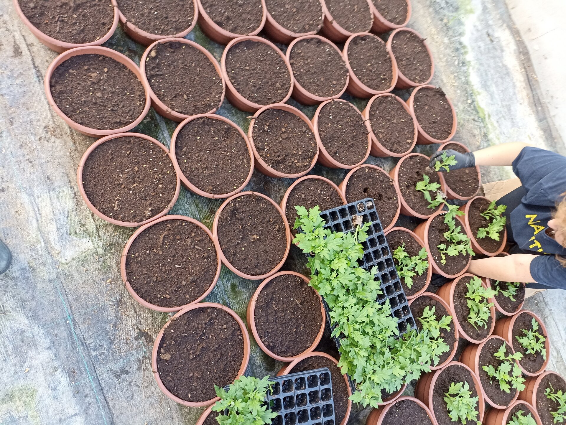 Zdjęcie przedstawia proces wysadzania siewek chryzantemy z tac do właściwych doniczek. Pracowniczka umieszcza po kilka siewek w jednej doniczce.