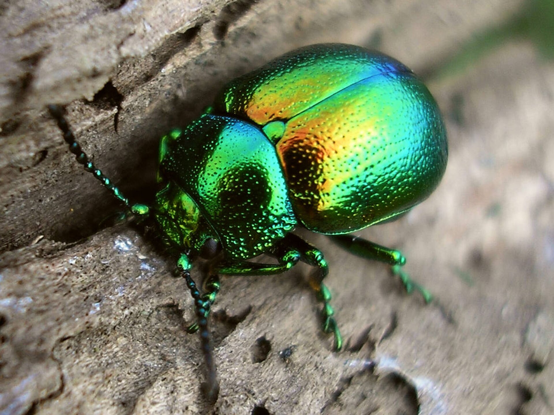 Na planszy widoczny jest chrząszcz. Ma jajowaty kształt, ciało pokryte tęczowym pancerzem, bardzo małą głowę z długimi czułkami oraz szeroki odwłok z długimi odnóżami.