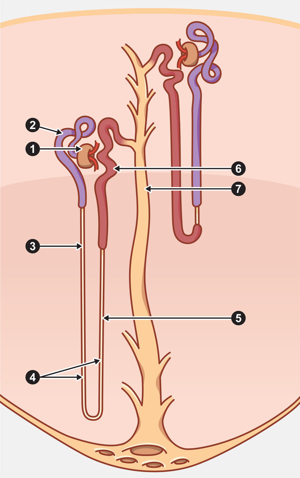 Budowa nefronu, na podstawie Holly Fischer.
