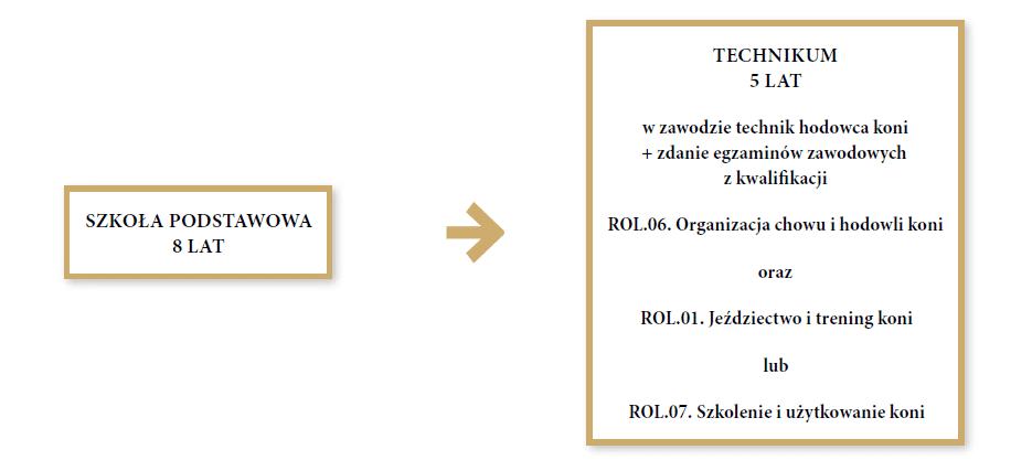 Grafika przedstawia ścieżkę możliwości kształcenia w zawodzie technik hodowca koni. Pierwszym krokiem jest ukończenie ośmiu lat szkoły podstawowej. Drugim krokiem jest ukończenie pięciu lat technikum w zawodzie technik hodowca koni i zdanie egzaminów zawodowych z kwalifikacji er o el kropka zero sześć kropka. Organizacja chowu i hodowli koni oraz er u el kropka zero jeden kropka. Jeździectwo i trening koni lub er u el kropka. zero siedem kropka. Szkolenie i użytkowanie koni.