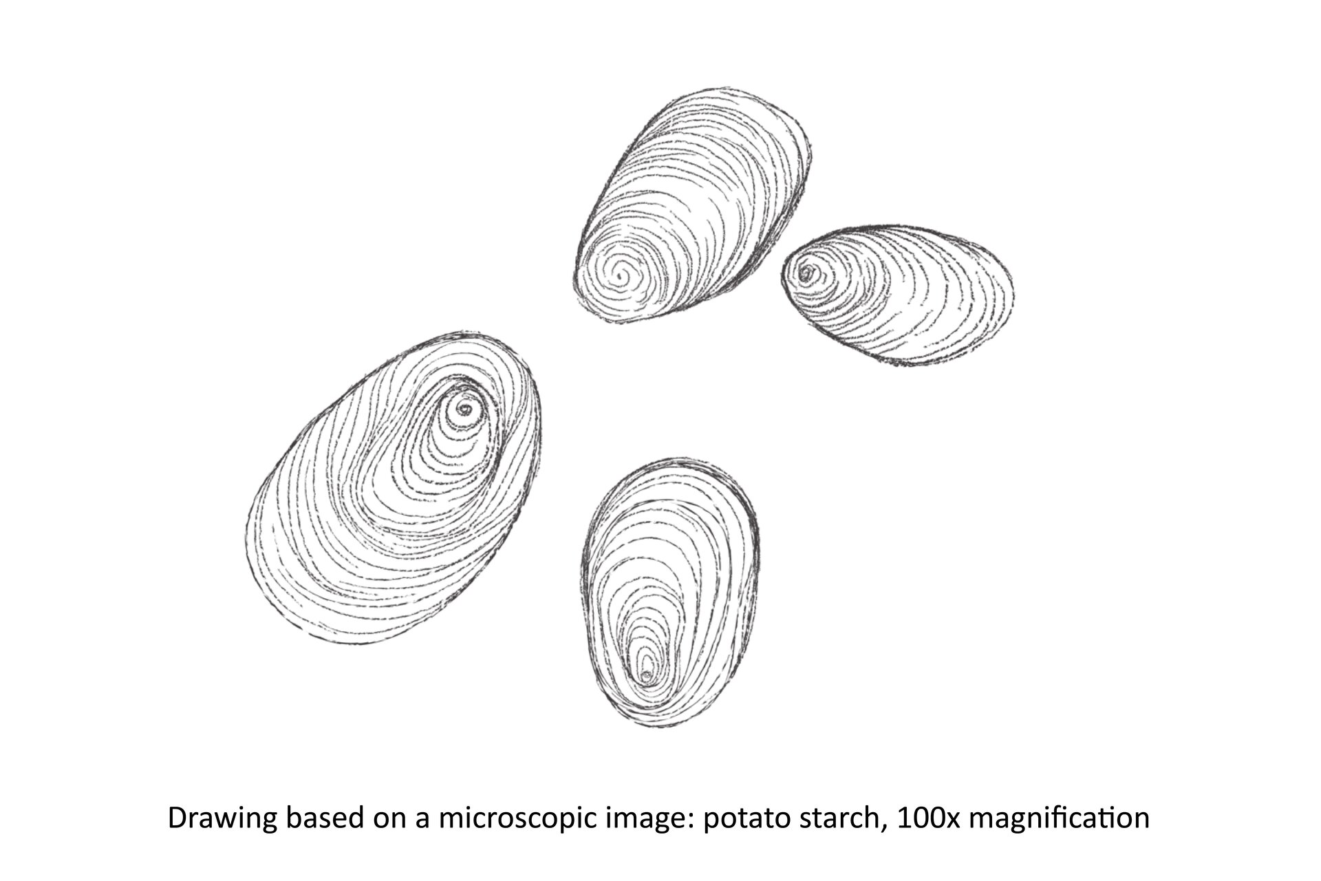 Ilustracja przedstawia odręczny rysunek ziaren skrobi oglądanych przez mikroskop. Ziarna są jajowate, widać na nich koncentrycznie ułożone linie. Na ilustracji jest napis: Drawing based on a microscope image: potato starch kernels 100x magnification