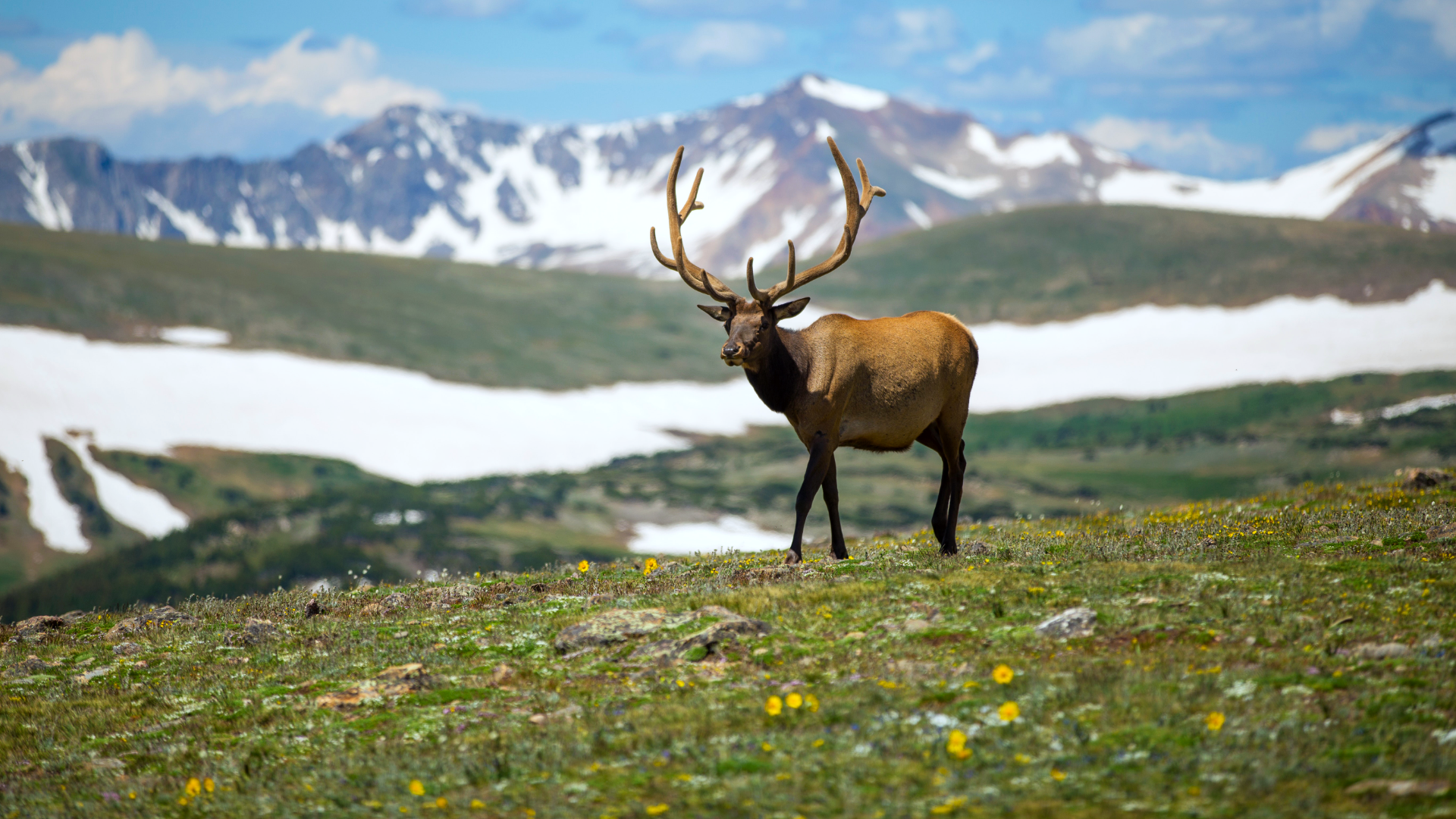 Zdjęcie przedstawia jelenia w górskiej scenerii. Jeleń stoi na łące w górach, na której widoczne są małe wiosenne kwiatki. W tle widoczne są ośnieżone szczyty górskie.