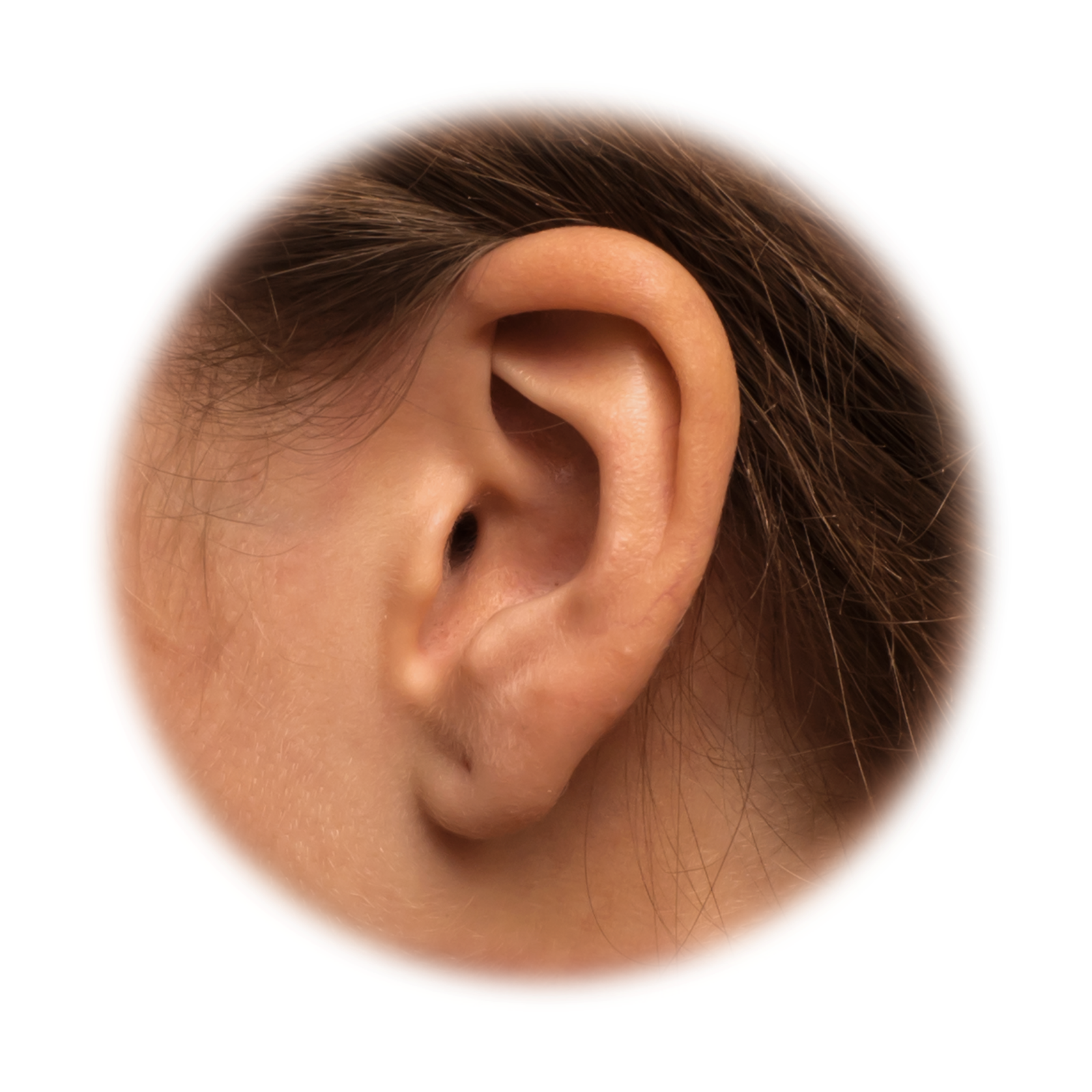 Fotografia przedstawia zbliżenie na ludzkie ucho. Dzięki umiejscowieniu uszu po przeciwnych stronach głowy możemy ocenić, z którego kierunku dociera do nas dźwięk.