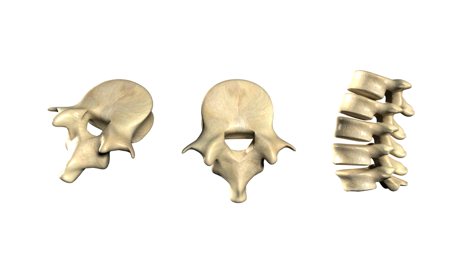 Na ilustracji po prawej stronie odcinek lędźwiowy kręgosłupa składający się z 5 kręgów. Pośrodku kręgi zobrazowane są od góry, a z lewej na wprost. Mają one solidny trzon i zaopatrzone są w silnie rozwinięte wyrostki poprzeczne i duże płaskie wyrostki kolczyste. Na wysokości pośladków łączą się one z kręgami krzyżowymi.