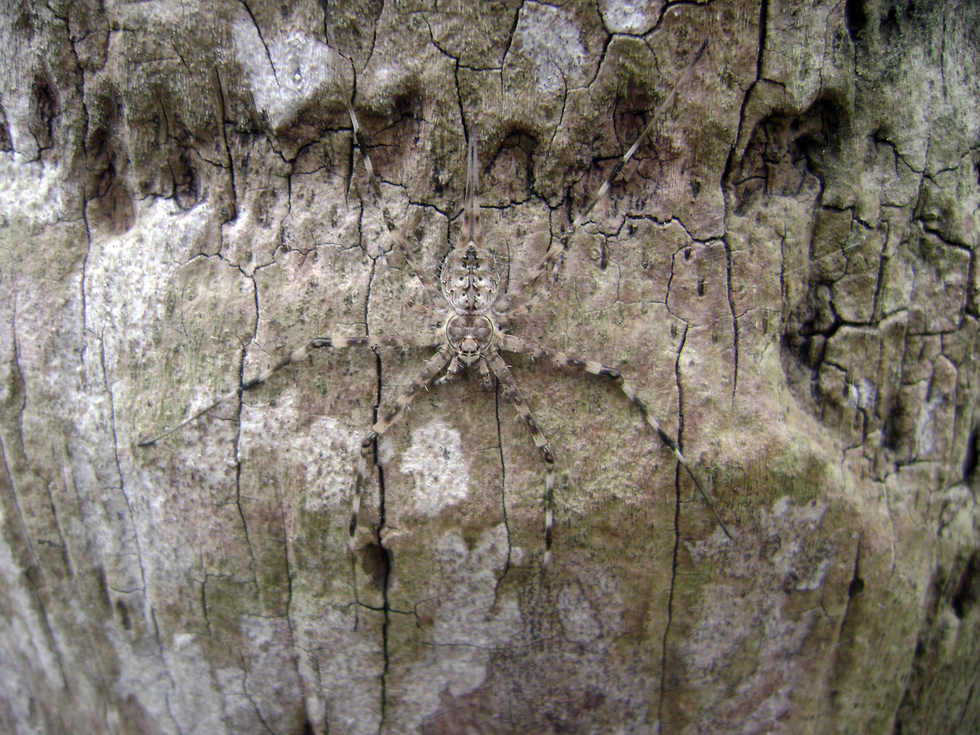 Fotografia przedstawia dużego, brązowego pająka z sześcioma odnóżami w brązowe i beżowe pasy. Owad siedzi na brązowo-beżowej korze drzewa. Dzięki swojemu umaszczeniu trudno go dostrzec na drzewie, które ma takie same barwy.