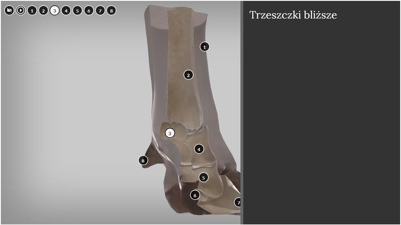 Widok ekranu ze szczegółowymi informacjami na panelu bocznym. Ekran podzielony jest na dwie części. Po lewej na szarym tle widoczny jest pokazany fragment modelu nogi krowiej z racicą w przekroju bocznym. Na modelu 3D oraz w lewym górnym rogu widoczne są czarne kółka z białymi obwódkami i białymi cyframi – od numeru jeden do osiem. Oprócz tego na górnym pasku znajdują się też ikonki wyłączania i włączania modelu. Po prawej stronie jest czarna kolumna z jasnym napisem: Trzeszczki bliższe.