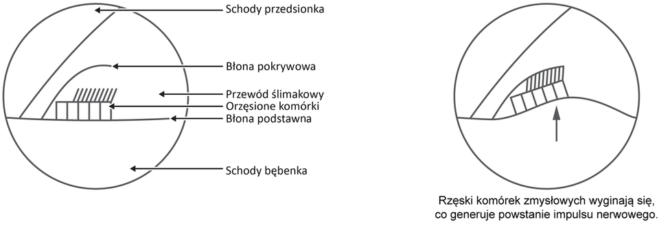 Ilustracja przedstawia dwa rysunki. Na rysunku z lewej strony przedstawiono w sposób schematyczny poszczególne elementy składowe kanału spiralnego zwanego ślimakiem. Schody bębenka są jedną z trzech przestrzeni zawartych w ślimaku. Są umiejscowione najbardziej na dole tj. od podstawy. Pokryte są błoną podstawną, na której znajdują się orzęsione komórki w przewodzie ślimakowym. Powyżej błony pokrywowej znajdują się schody przedsionka czyli jedna z trzech przestrzeni ślimaka umieszczona w tym przekroju poprzecznym najwyżej. Z prawej strony rysunku przedstawiono sposób powstawania impulsu nerwowego. Impuls powstaje na skutek poruszania się rzęsek komórkowych.