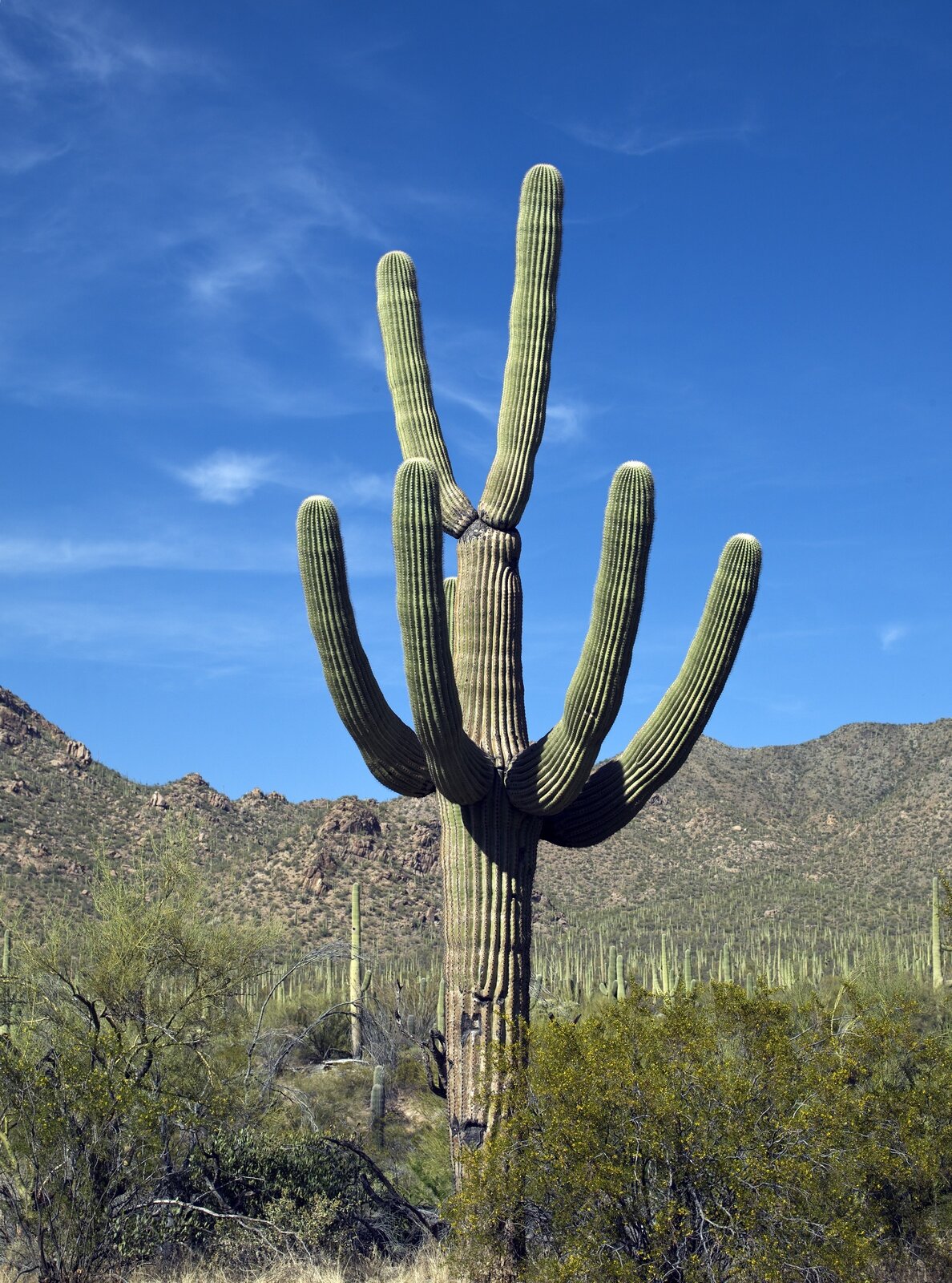 Fotografia prezentuje wysokiego kaktusa. Kaktus zbudowany jest z grubej, owalnej, mięsistej łodygi z kilkoma podobnymi odgałęzieniami bocznymi, wyrastającymi powyżej połowy jego wysokości. Kaktus pokryty jest cierniami. Dookoła niego rosną drzewa sięgające jednej trzeciej jego wysokości. W tle widoczne góry.