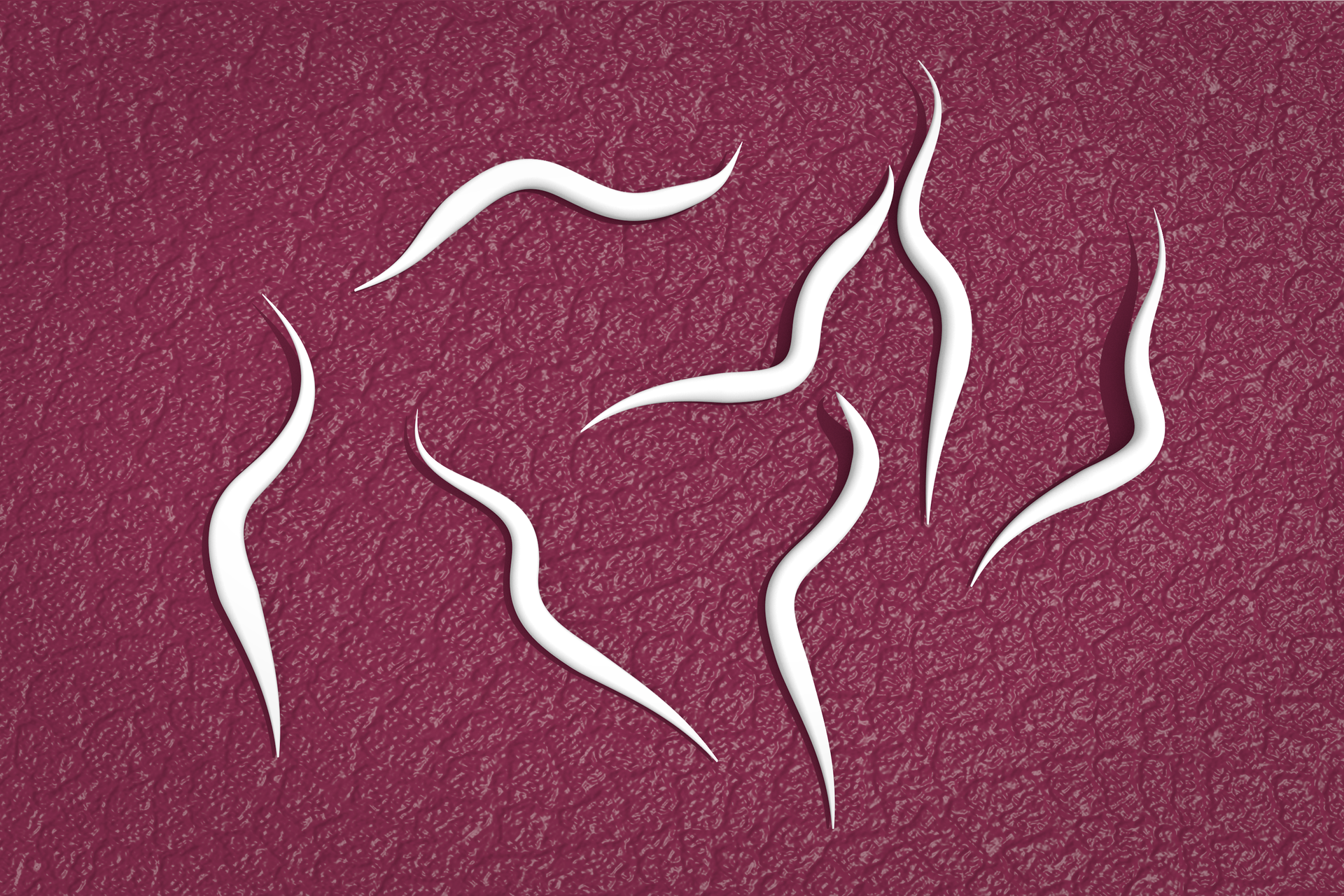 Na zdjęciu owsiki, niewielkich rozmiarów białe nicienie.