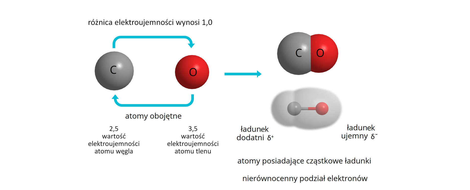 Ilustracja przedstawia tworzenie się wiązania kowalencyjnego między atomem węgla i tlenu. Atomy węgla reprezentowany jest przez dużą, szarą kulkę z symbolem C, z kolei atom tlenu - przez mniejszą, czerwoną z symbolem tlenu O. Od atomu węgla poprowadzono strzałkę do atomu tlenu, zaś od atomy tlenu drugą do atomu węgla. Nad nimi zapis. Różnica elektroujemności wynosi 1,0; poniżej zapis atomy obojętne. Elektroujemność atomu węgla wynosi 2,5; a atomu tlenu 3,5. Strzałka w prawo. Po prawej stronie znajduje się cząsteczka tlenku węgla<math aria‑label="cztery">IV. Składa się ze stykających się kulek - dużej szarej i mniejszej czerwonej z naniesionymi symbolami, odpowiednio, węgla C oraz tlenu O. Poniżej model kulkowo pręcikowy cząsteczki. Składa się z Szarej kulki połączonej z kulką czerwoną. Obie łączy szaro‑czerwony pręcik reprezentujący wiązanie pojedyncze. Cząsteczkę otacza od strony atomu węgla półkolista szarawa poświata, zaś z prawej strony od strony atomu tlenu poświata ma kształt owalny i otacza również częściowo atom węgla. Pod modelem opisano kulę szarą, C, ładunek cząstkowy dodatni delta plus. oraz kulkę czerwoną, O: ładunek cząstkowy ujemny delta minus. Poniżej zapis: atomy posiadające cząstkowe ładunki, nierównocenny podział elektronów.