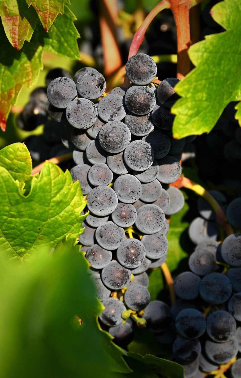 Zdjęcie przedstawia odmianę winorośli Syrah. Widoczne są dwie kiście winogron, złożone z kulistych jagód w kolorze ciemnofioletowym, z delikatnym białym osadem. Z boków i z przodu widoczne są liście winorośli.