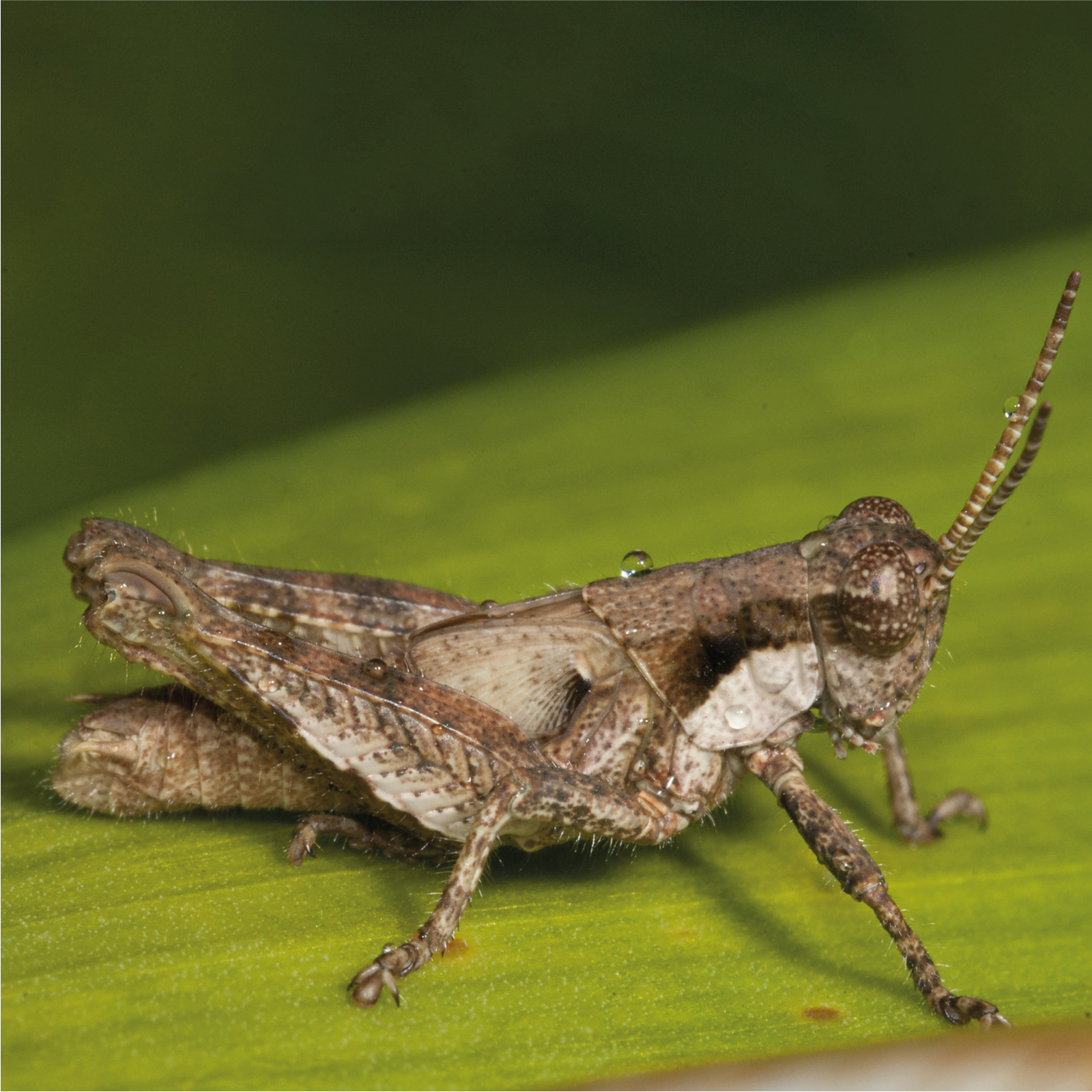 Zdjęcie przedstawia konika polnego, stojącego na zielonym liściu. Owad posiada gruby pancerzyk. Oczy konika polnego mają kolor pancerza, co utrudnia ich zauważenie. Od głowy odchodzą dwa sztywne czółka, zwrócone do góry. Masywne zgięte tylne odnóża, wyróżniają się wystając ponad tułów.