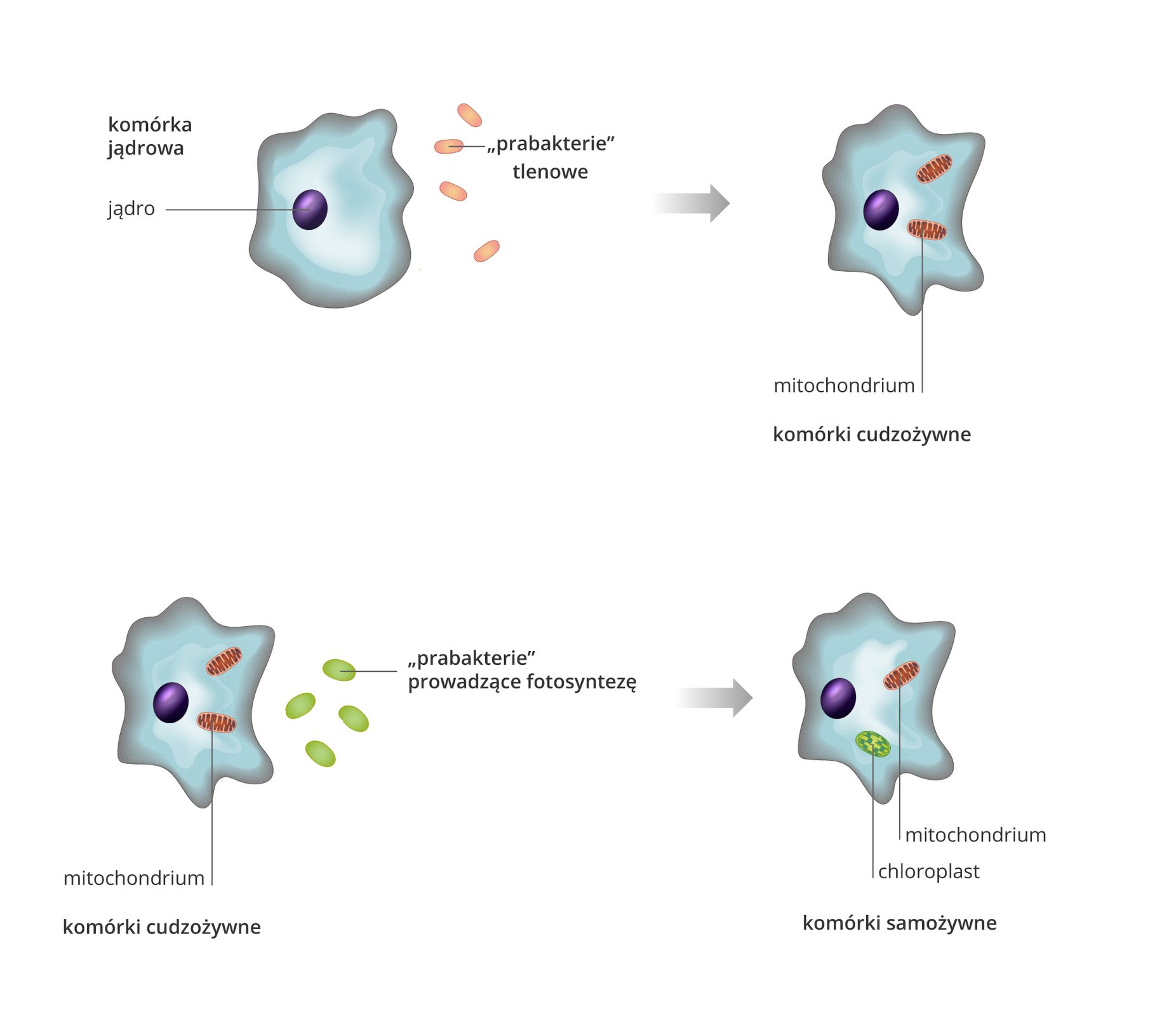 Grafika przedstawia teorię endosymbiozy. W górnym lewym rogu widać komórkę eukariotyczną. Jest to owalna struktura o pofalowanym brzegu. W centralnym punkcie komórki znajduje się jedno małe, owalne jądro. Na prawo od komórki znajdują się małe prabakterie: cztery czerwone, owalne, pałeczkowate – to prabakterie tlenowe. Od tej komórki eukariotycznej odchodzi szara strzałka prowadząca w prawo do komórki cudzożywnej. Prabakterie znajdują się w jej wnętrzu. Czerwona prabakteria to mitochondrium.  Poniżej znajduje się komórka cudzożywna z mitochondriami. Obok niej cztery zielone owalne prabakterie przeprowadzające fotosyntezę. Od komórki cudzożywnej prowadzi strzałka do komórki samożywnej. W jej wnętrzu są mitochondria i prabakteria przeprowadzająca fotosyntezę. Prabakteria wewnątrz komórki nazwana jest chloroplastem. 