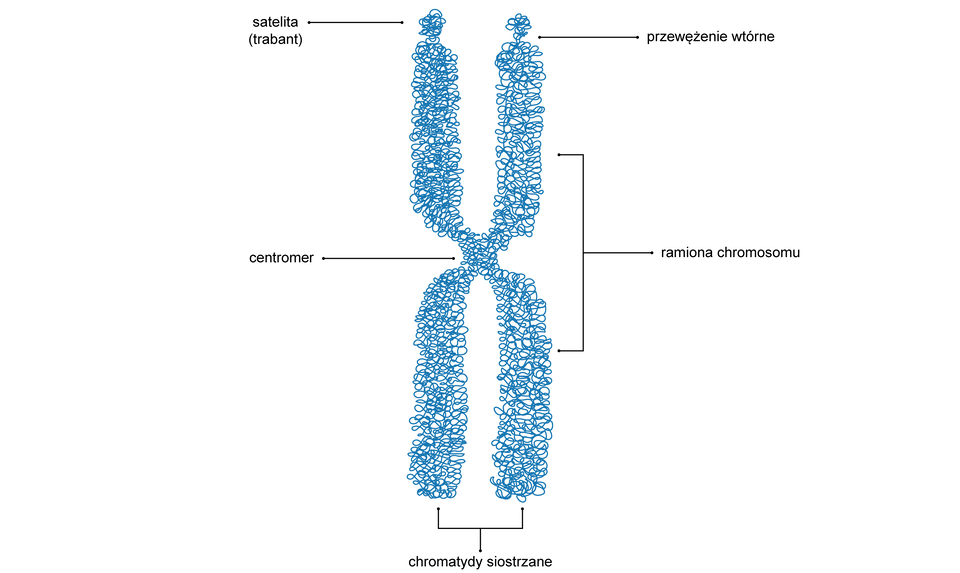Ilustracja przedstawia schemat budowy chromosomu metafazowego. Wygląda jak litera X zbudowana z wielu połączonych, skłębionych, niebieskich linii. Na schemacie oznaczono następujące elementy: 1. Centromer – miejsce pośrodku chromosomu, dzieli go na dwa elementy – górną i dolną część. 2. Ramiona chromosomu – poszczególne części chromosomu. 3. Chromatydy siostrzane - dwie identyczne chromatydy, powstałe z tego samego chromosomu w czasie jego podziału, mające wspólny centromer. 4. Satelita (trabant) - końcowa część chromosomu oddzielona przewężeniem wtórnym. Znajduje się na końcu ramienia chromosomu. 5. Przewężenie wtórne chromosomu – oddziela satelitę od ramion chromosomu.