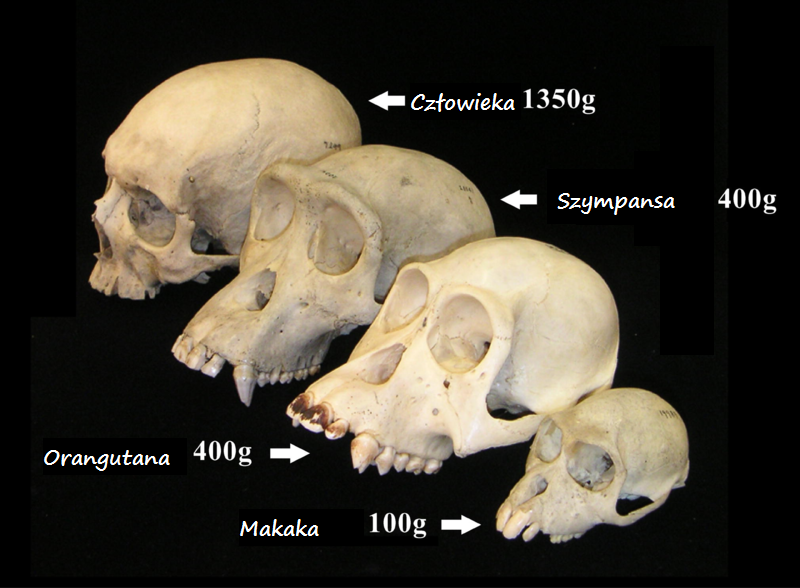 Ilustracja przedstawia cztery czaszki. Trzy z nich należą do małp: makaka, orangutana i szympansa. Jedna należy do człowieka. Różnią sie wielkością, budową oraz wagą. Czaszka makaka waży 100 gramów, orangutana i szympansa 400 gramów, a człowieka 1350 gramów.