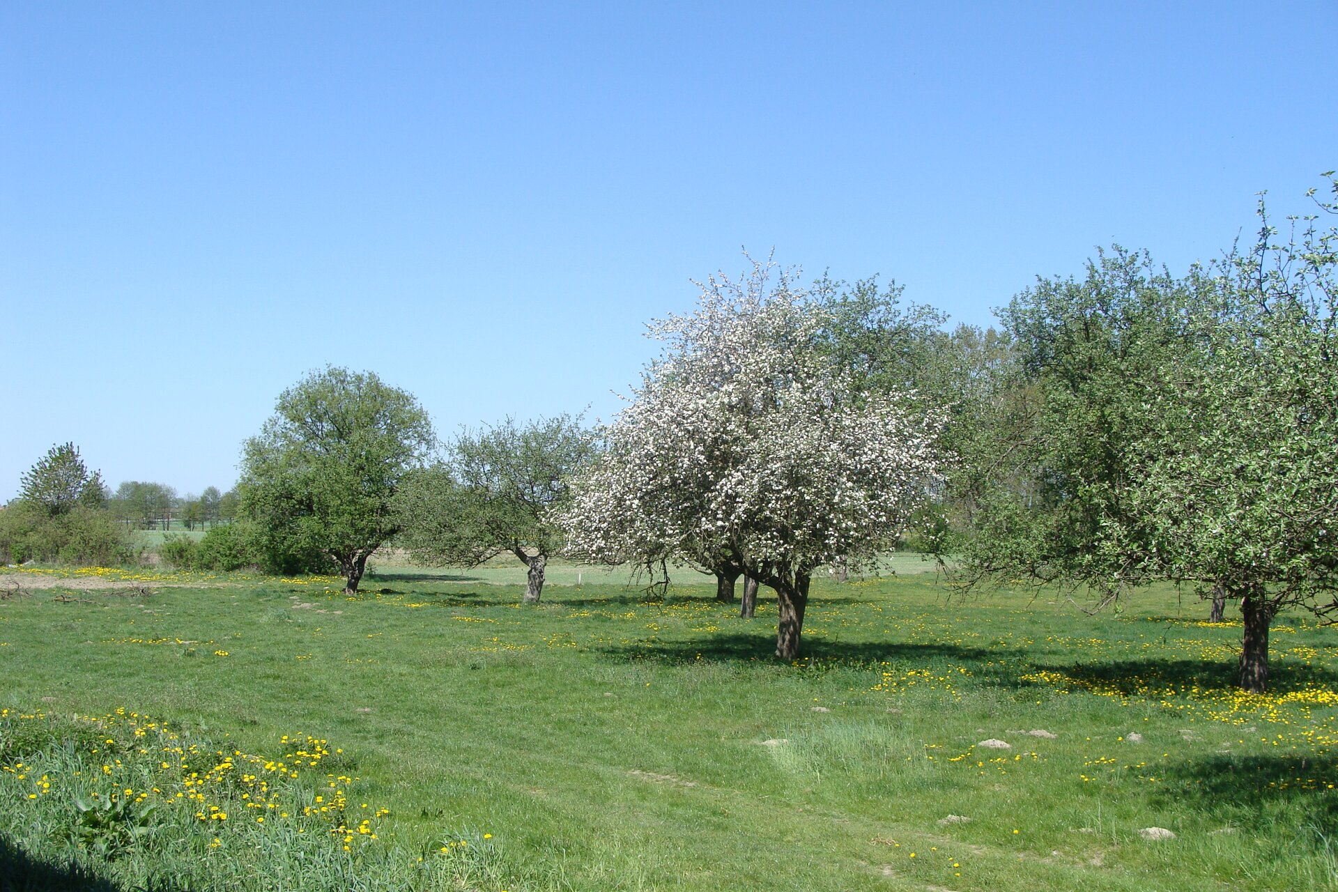 Na zdjęciu kwitnące drzewa owocowe.