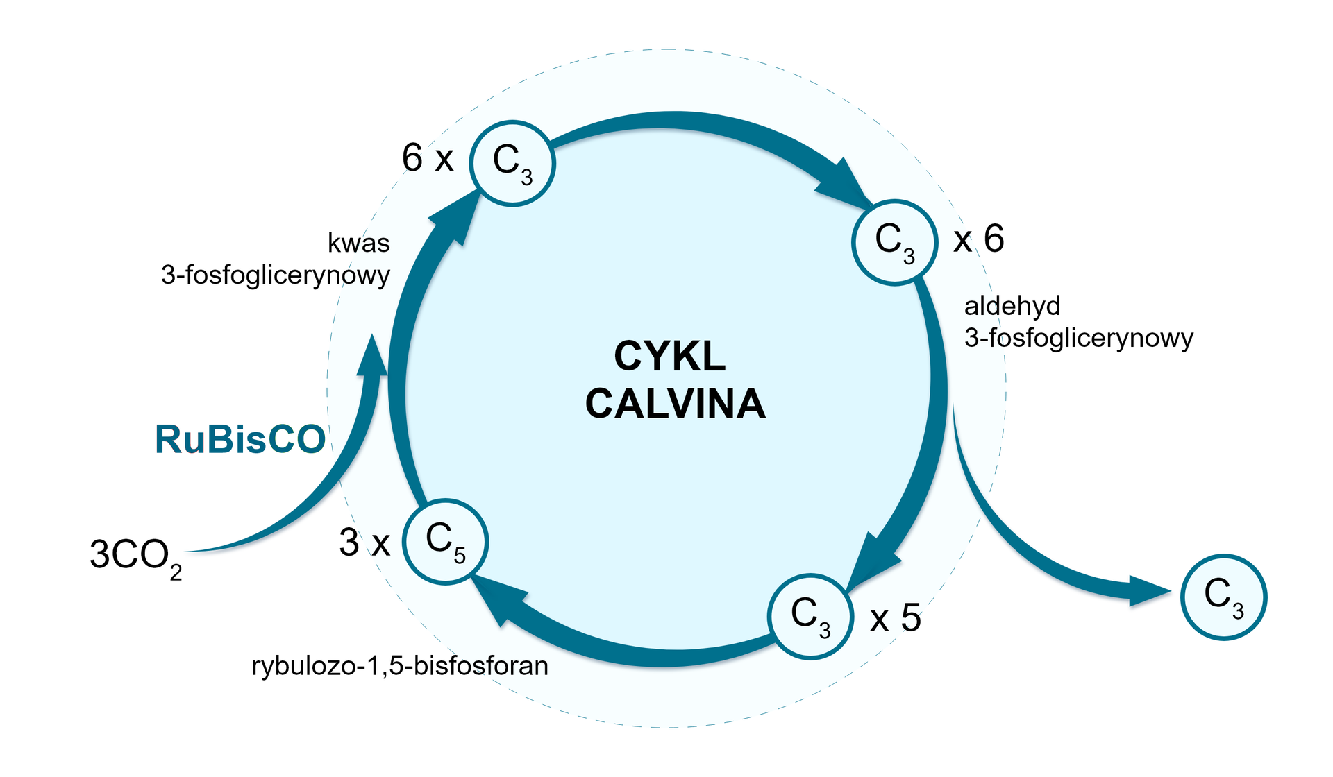 Na grafice przedstawiony jest cykl Calvina. 3 cząsteczki rybulozo-1,5-bisfosforanu (cząsteczka pięciowęglowa) z pomocą RuBisCO łączy się z trzema cząsteczkami dwutlenku węgla, w wyniku czego powstaje 6 cząsteczek trójwęglowego kwasu 3-fosfoglicerynowego. Następnie są one przekształcane w 6 cząsteczek trójwęglowego aldehydu 3-fosfoglicerynowego, które po usunięciu jednej cząsteczki trójwęglowej przekształcają się w 3 cząsteczki pięciowęglowego rybulozo-1,5-bisfosforanu, który ponownie wchodzi w reakcję z dwutlenkiem węgla katalizowaną przez RuBisCO.