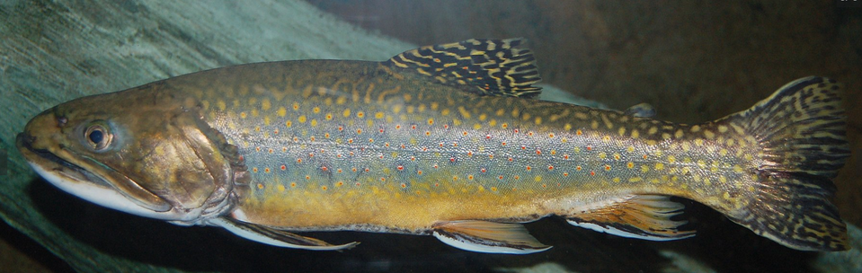 Ilustracja przedstawia rybę - pstrąga o oliwkowo‑brązowym ciele z licznymi jasnymi i czerwonymi kropkami, pływająca w wodzie na tle kamieni.