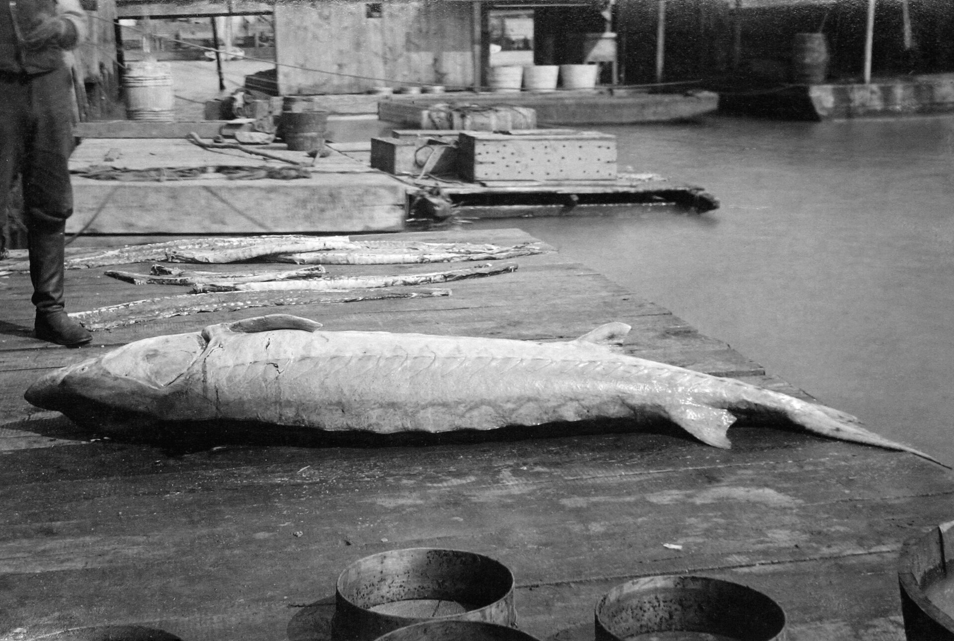 Na czarno‑białym zdjęciu widoczna jest długa, złowiona ryba. To jesiotr zachodni. Ryba leży na pomoście, a obok niej stoi mężczyzna. Ryba jest dłuższa od niego.