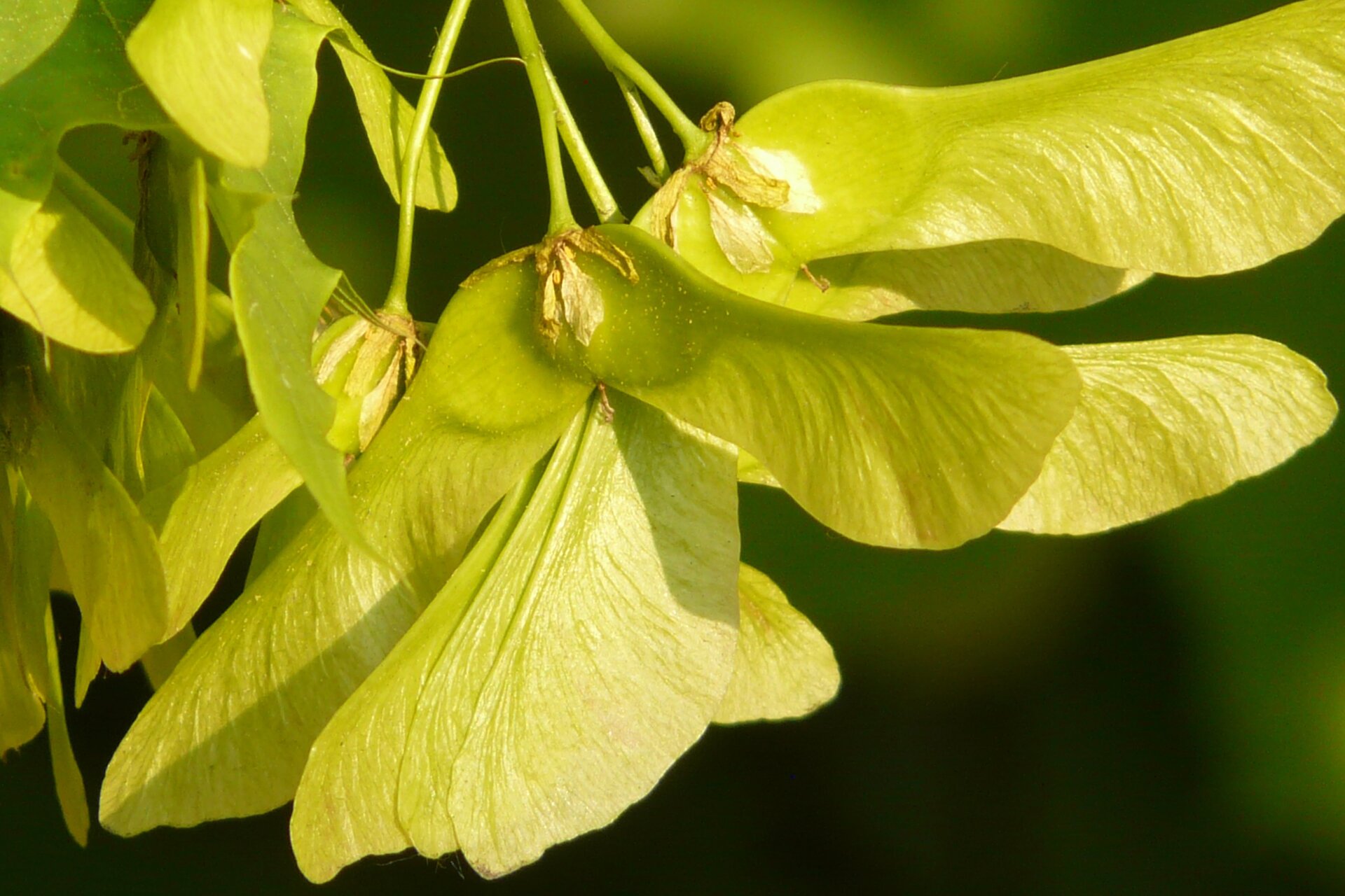Na planszy widoczne są liczne, jasno‑zielone Skrzydlaki. U nasady widnieją dwa, owalne ziarenka oraz podłużne, zwężone na początku i rozszerzające się ku końcowi, skrzydełka.