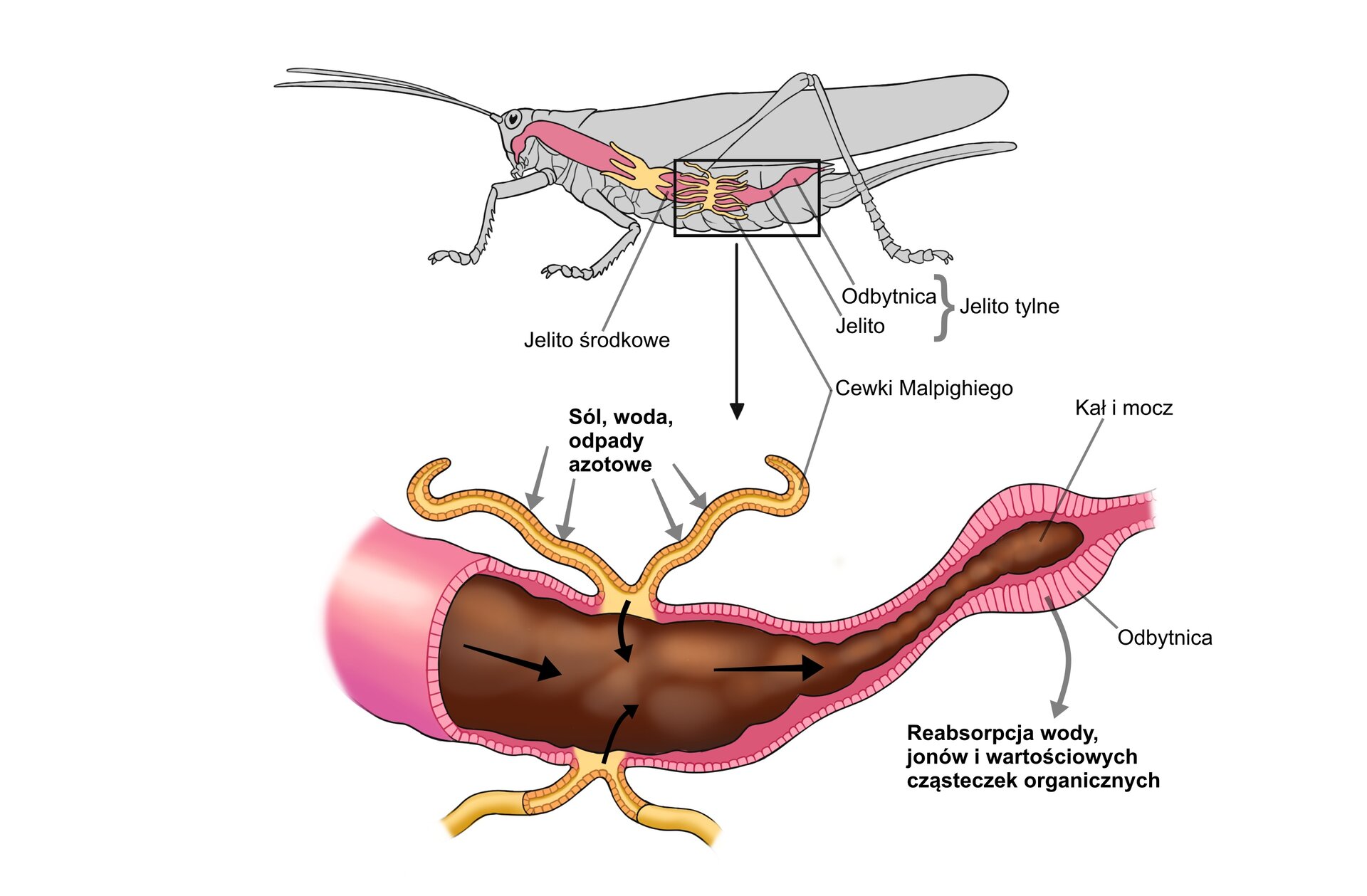Schemat przedstawia cewkę Malpighiego, czyli narząd wydalniczy występujący u stawonogów lądowych. Są to zamknięte od strony jamy ciała kanaliki, uchodzące do przewodu pokarmowego. Kanaliki te zbierają zbędne i szkodliwe metabolity z hemolimfy i przekazują je do jelita, skąd są usuwane. Na górze ilustracji widoczny jest przekrój przez ciało konika polnego, na którym zaznaczone jest jelito środkowe, cewki Malpighiego oraz jelito i odbytnic, które łącznie składają się na jelito tylne. Poniżej widnieje zbliżenie jelita, od którego w górę odchodzą kręte, żółte kanaliki, czyli cewki Malpighiego. W ich stronę skierowane są strzałki z napisem sól, woda, odpady azotowe. Na końcu jelito zwęża się, widnieje tam podpis odbytnica oraz kał i mocz, a na zewnątrz wychodzi strzałka z podpisem reabsorpcja wody, jonów i wartościowych cząsteczek organicznych. 