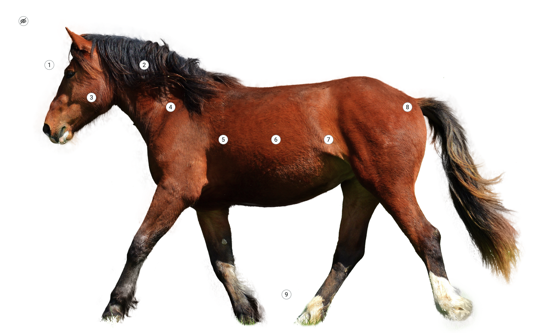 Ilustracja przedstawia infografikę konia. Na białym tle znajduje się brązowy koń. W różnych miejscach na ciele umieszczone są punkty od jeden do dziewięć. W lewy górnym rogu widoczna jest ikona przekreślonego oka.