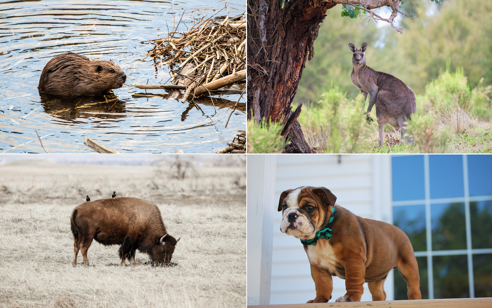 Ilustracja przedstawia cztery zdjęcia. Na pierwszej widzimy mokrego bobra w akwenie wodnym, na drugim kangura na tle lasu, na trzecim bizona skubiącego suchą trawę, na którym usiadły dwa ptaki, na czwartym małego pieska z płaskim pyszczkiem stojącego na werandzie. 