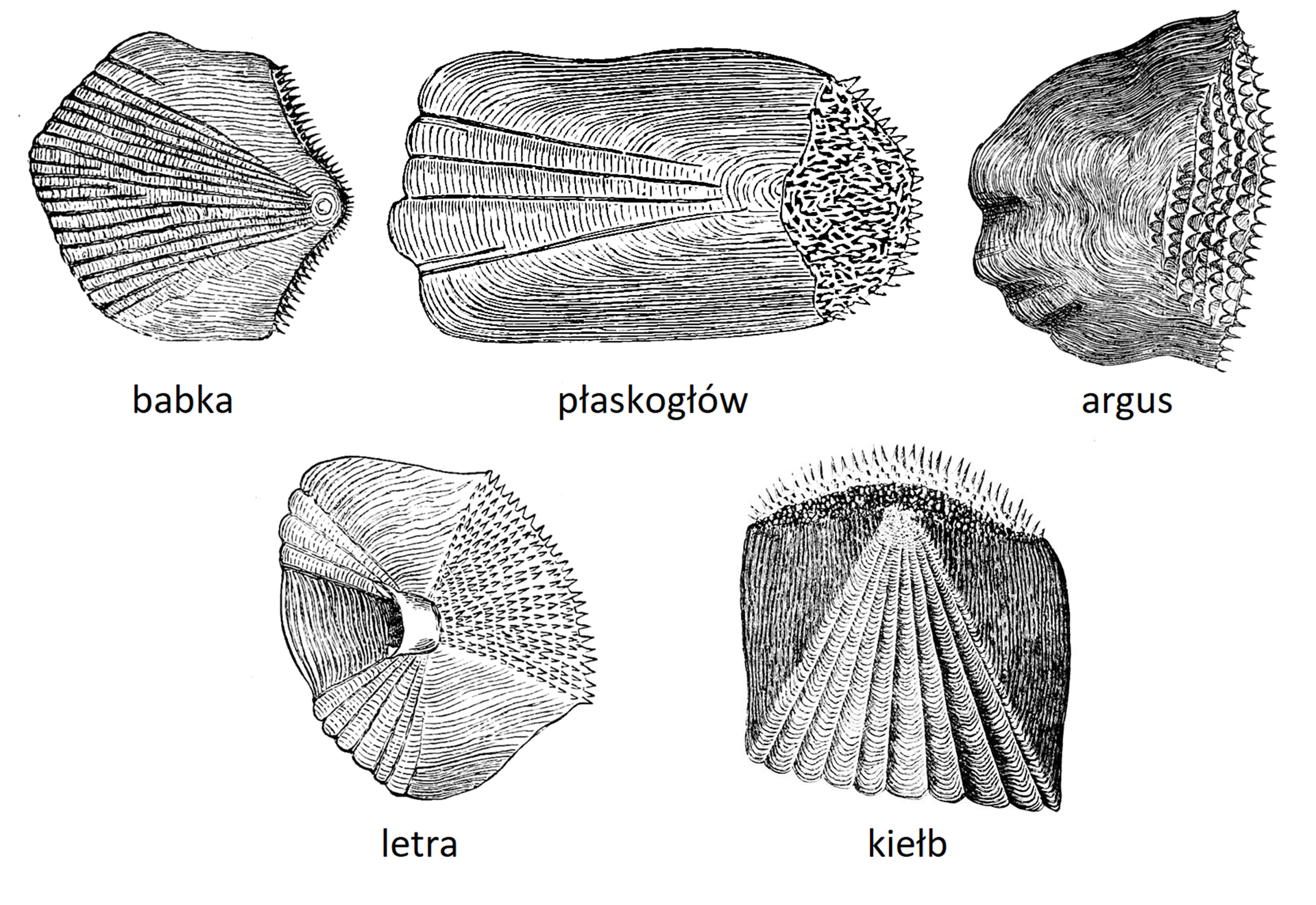 Na ilustracji znajdują się przykłady łusek ktenoidalnych o nieregularnej powierzchni i niemal prostokątnym kształcie. Pierwsza z nich to łuska występująca u babki. Kształtem przypomina muszlę małży – jest zwężona z jednej strony i rozchodzi się na boki. Druga łuska to należy do płaskogłowa – jest prostokątna, z jednej strony ma nieregularne kolce a z drugiej kilka półkolistych wypustek. Trzecia łuska to łuska argusa o nieregularnym kształcie zakończona z jednej strony kolcami. Czwarta łuska należy do letry – ma z jednej strony kolce, z drugiej zaś półkoliste wypustki. Piąta, ostatnia łuska to łuska kiełbia. Jest niemal kwadratowa, u góry ma kolce.