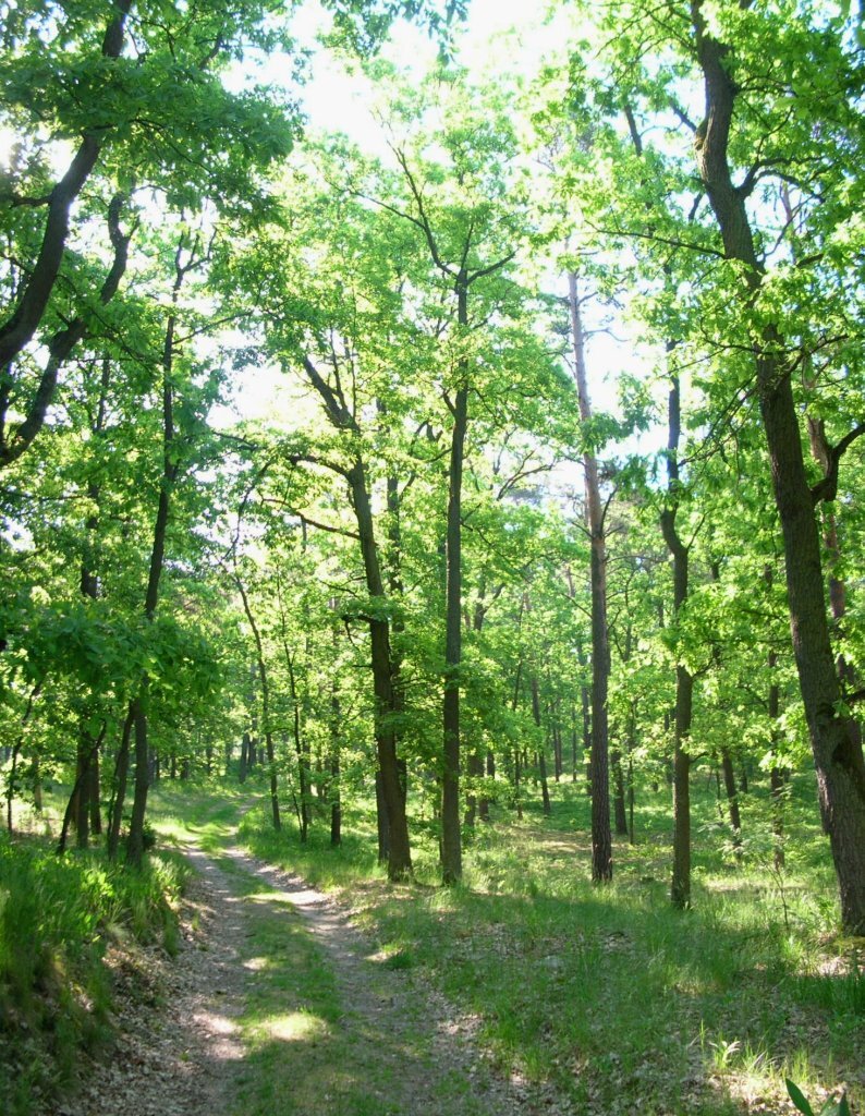 Na zdjęciu jest leśna droga prowadząca przez las o luźno rosnących strzelistych liściastych drzewach. Szata drzew jest jasnozielona. Ziemię porasta soczyście zielona trawa. Między drzewami przedostaje się dużo światła słonecznego.