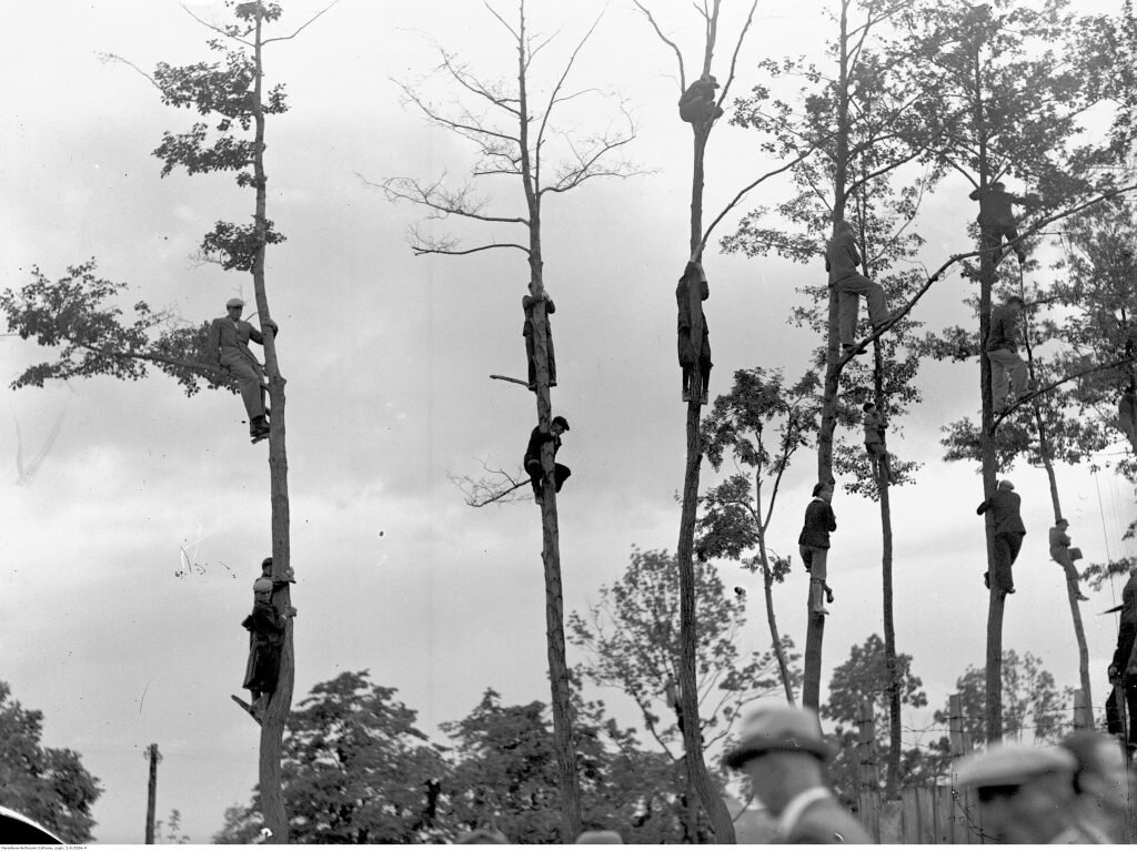 Zdjęcie przedstawia ludzi, którzy wspinają się na drzewa.