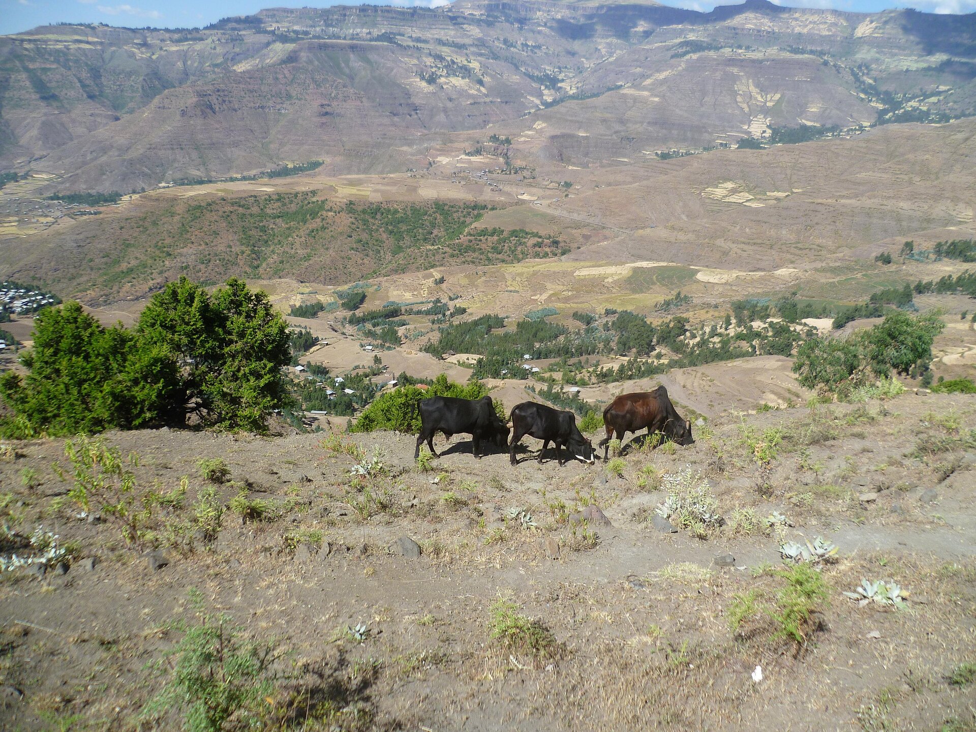 Fotografia wykonana z lotu ptaka przedstawiająca rozległy, pofałdowany teren, w tle masywne pasma wzniesień. Skąpa roślinność, gdzieniegdzie drobne krzewy lub małe drzewa. Pośrodku kilka sztuk bydła.
