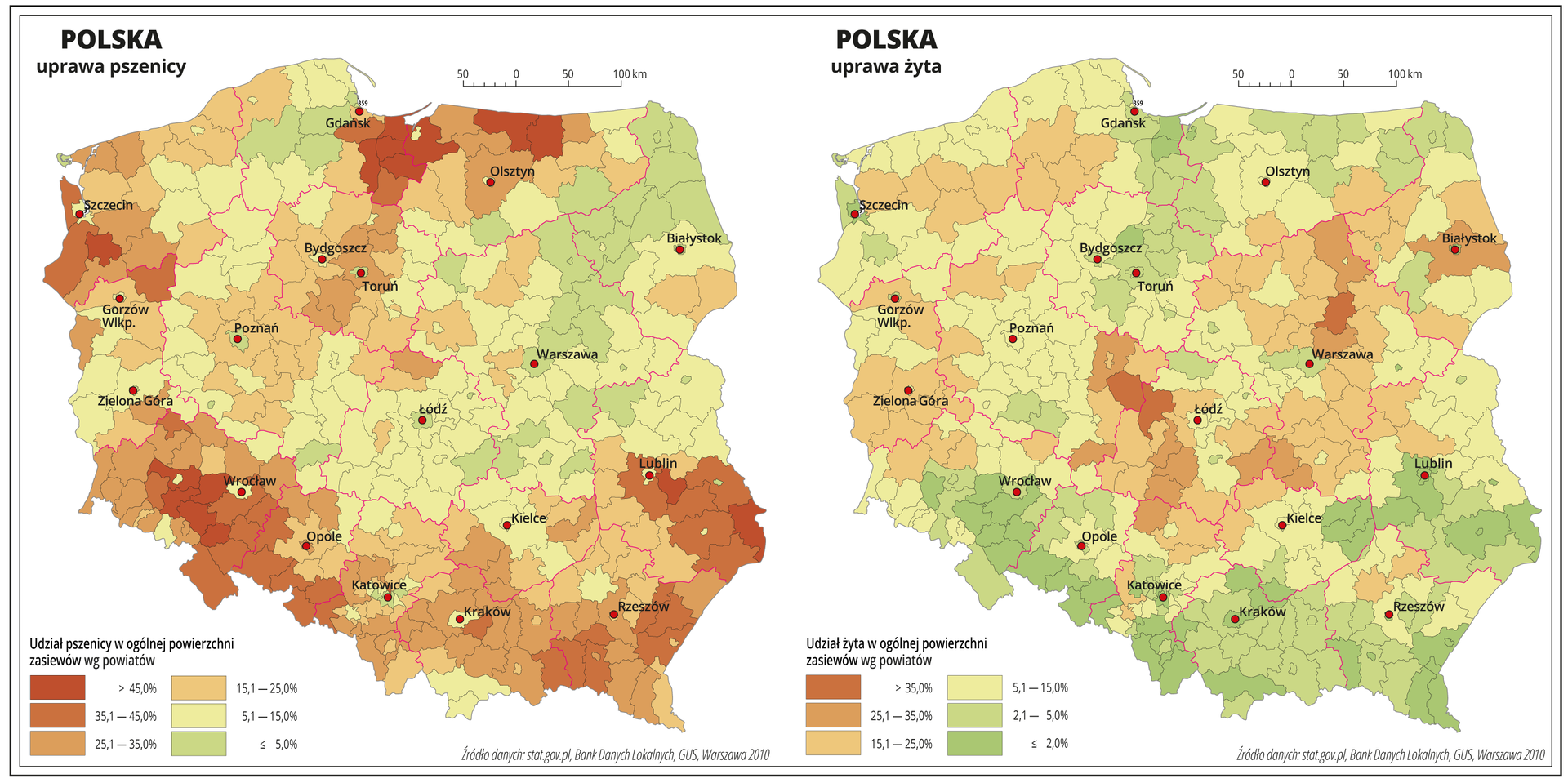 Ilustracja przedstawia dwie mapy Polski, na których pokazano udział pszenicy i żyta w ogólnej powierzchni zasiewów według powiatów. Na mapie czerwonymi liniami oznaczono granice województw, a czarnymi granice powiatów, czerwonymi kropkami oznaczono miasta wojewódzkie i je opisano. Uprawa pszenicy. Kolorem czerwonym oznaczono obszary, w których uprawa pszenicy przekracza czterdzieści pięć procent ogólnej powierzchni zasiewów. Obejmują one powiaty w województwie dolnośląskim, lubelskim, pomorskim i warmińsko-mazurskim. Bezpośrednio do tych powiatów przylegają obszary o równie dużym odsetku pszenicy w ogólnej powierzchni zasiewów, wynoszącym powyżej dwudziestu pięciu procent. Kolorem żółtym oznaczono obszary, na których udział pszenicy w ogólnej powierzchni zasiewów wynosi od pięciu do piętnastu procent i obejmuje on przeważającą część mapy – centralną Polskę. Kolorem zielonym oznaczono obszary, na których uprawa pszenicy nie przekracza pięciu procent ogólnej powierzchni zasiewów i występują one w województwie mazowieckim, podlaskim i pomorskim. Poniżej mapy opisano kolory użyte na mapie. Uprawa żyta. Odcieniami koloru zielonego i żółtego oznaczono obszary, w których udział żyta w ogólnej powierzchni zasiewów wynosi poniżej piętnastu procent. Obejmują one większą powierzchnię mapy. Najniższe wartości są na południu Polski, w województwie dolnośląskim, na obszarach górskich, na Wyżynie Lubelskiej oraz w województwie kujawsko-pomorskim, pomorskim i warmińsko-mazurskim. Powiaty w których udział żyta w ogólnej powierzchni zasiewów przekracza piętnaście procent oznaczono odcieniami koloru pomarańczowego i występują one w województwach łódzkim, mazowieckim, podlaskim, lubuskim, zachodniopomorskim i pomorskim. Poniżej mapy opisano kolory użyte na mapie.
