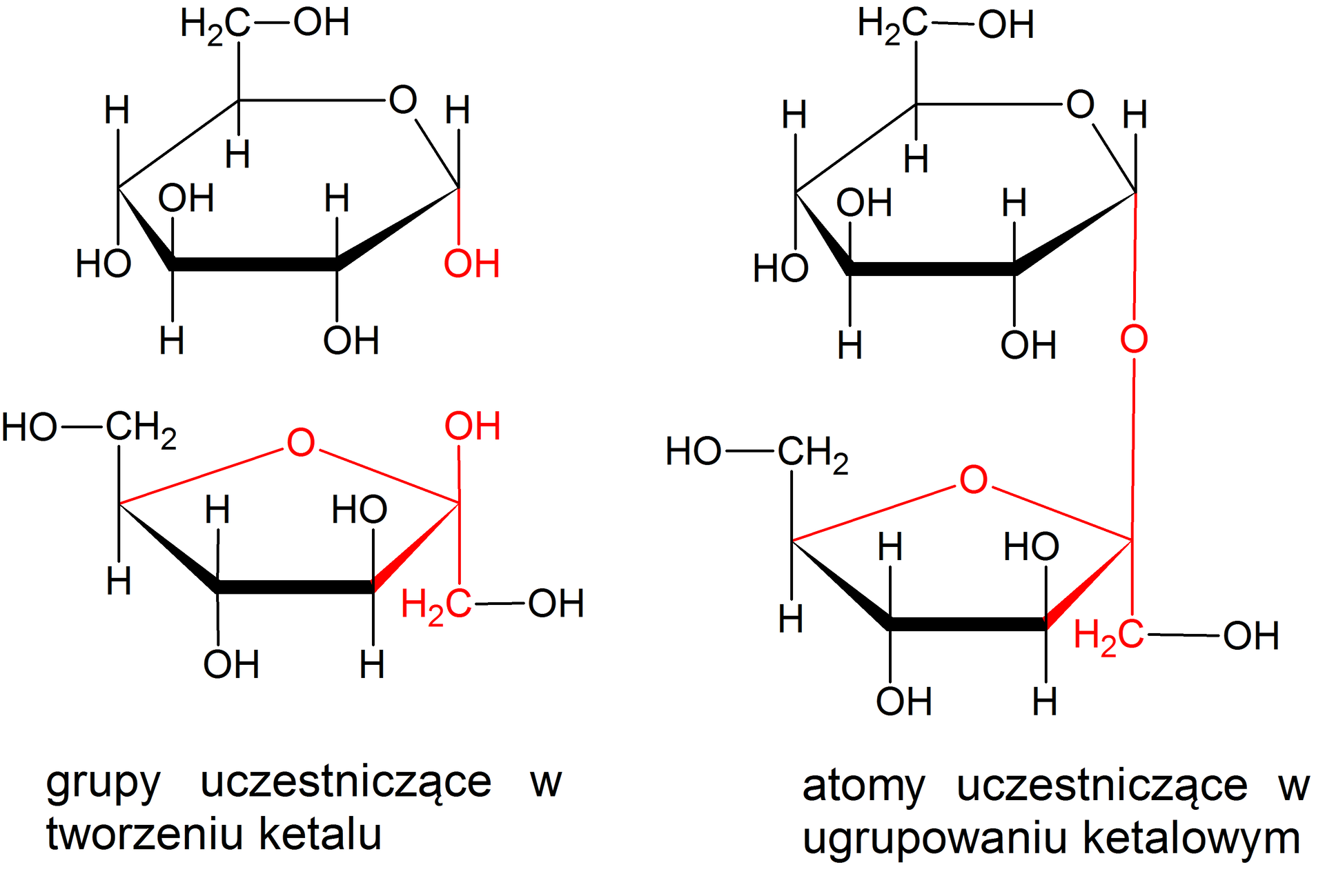 Ilustracja przedstawia wzory pierścieniowe dwóch monosacharydów glukozy i fruktozy oraz utworzonego przez nie dwucukru - sacharozy. Struktura alfa‑D-glukopiranozy zbudowana jest z sześcioczłonowego pierścienia składającego się z pięciu atomów węgla oraz z jednego atomu tlenu. Numeracja zgodna z ruchem wskazówek zegara, poczynając od węgla związanego z atomem tlenu. Przy atomach węgla C 1, C 2 oraz C 4 znajdują się grupy hydroksylowe OH wychodzące za płaszczyznę, zaś atomy wodoru przed. Przy węglu C 3 grupa hydroksylowa wychodzi przed płaszczyznę, zaś atom wodoru za. Węgiel C 5 podstawiony jest grupą CH2OH wychodzącą przed płaszczyznę oraz atomem wodoru znajdującym się za płaszczyzną. Czerwonym kolorem zaznaczono grupę hydroksylową przy anomerycznym atomie węgla. Poniżej wzór beta‑D-fruktofuranozy zbudowanej z pięcioczłonowego pierścienia, który stanowi węgiel C1 należący do grupy CH2 podstawiony jest on grupą hydroksylową OH i łączy się z budującym pierścień atomem węgla C2, który związany jest grupą hydroksylową odchodzącą do góry, przed płaszczyznę. Od węgla C3 do góry przed płaszczyznę odchodzi grupa hydroksylowa OH, z kolei od węgla C4 za płaszczyznę odchodzi grupa hydroksylowa OH. Węgiel C4 łączy się z atomem tlenu, który to łączy się z atomem węgla C2, co zamyka pięcioczłonowy pierścień. Ponadto od węgla C5 odchodzi do góry grupa CH2OH. Na czerwono zaznaczono węgiel C 2 związane z nim podstawniki CH2OH oraz OH, a także atom tlenu budujący pięcioczłonowy pierścień i wiązanie łączące go z węglem C pięć. Fragmenty struktur zaznaczone na czerwono to grupy uczestniczące w tworzeniu ketalu. Obok znajduje się cząsteczka sacharozy powstała w wyniku połączenia cząsteczki alfa‑D-glukopiranozy z beta‑D-fruktofuranozą za pomocą wiązania α,β-1,2-O-glikozydowego. Strukturę stanowią dwa związane ze sobą pierścienie, pierwszy sześcioczłonowy pierścień, w którym pierwszy lokant to atom węgla C1 związany z atomem tlenu wbudowanym w tenże pierścień. Węgiel C5 zamyka pierścień i łączy się ze wspomnianym atomem tlenu oraz węglem C6, niewbudowanym w pierścień. Od węgla C1 odchodzi wiązanie łączące go z atomem tlenu, który to łączy się z węglem C2 pierścienia D-fruktozy. Od węgli C2 oraz C4 odchodzą do dołu, za płaszczyznę grupy hydroksylowe OH, zaś do góry od atomu węgla C3. Grupa hydroksylowa odchodzi również od węgla C6 niewbudowanego w tenże pierścień. Drugi pięcioczłonowy pierścień stanowi D-fruktoza, w której węgiel C1 należący do grupy CH2 podstawiony jest grupą hydroksylową OH i łączy się z atomem węgla C2, który związany jest z atomem tlenu łączącym pierścień D-fruktozy z pierścieniem D-glukozy. Od węgla C3 przed płaszczyznę odchodzi grupa hydroksylowa OH, z kolei od węgla C4 za płaszczyznę. Węgiel C4 łączy się z atomem tlenu, który to łączy się z atomem węgla C2, co zamyka pięcioczłonowy pierścień. Ponadto od węgla C4 odchodzi do góry grupa CH2OH. Na czerwono zaznaczono atomy uczestniczące w ugrupowaniu ketalowym, to znaczy atom tlenu łączący pierścienie oraz atomy pochodzące od fruktozy, atom węgla C 2,atom  C 1 grupy metylenowej, atom tlenu budujący pięcioczłonowy pierścień wraz z łączącymi je wiązaniami.
