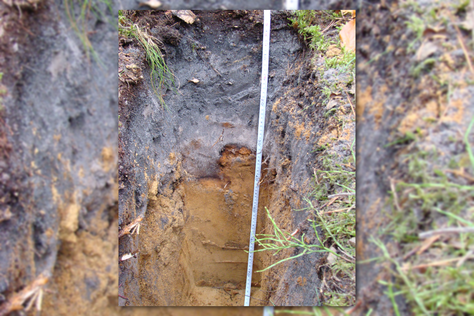 Zdjęcie z badań glebowo-siedliskowych, przedstawia zardzewiały brązowy profil gleby (Rusty brown soil profile)