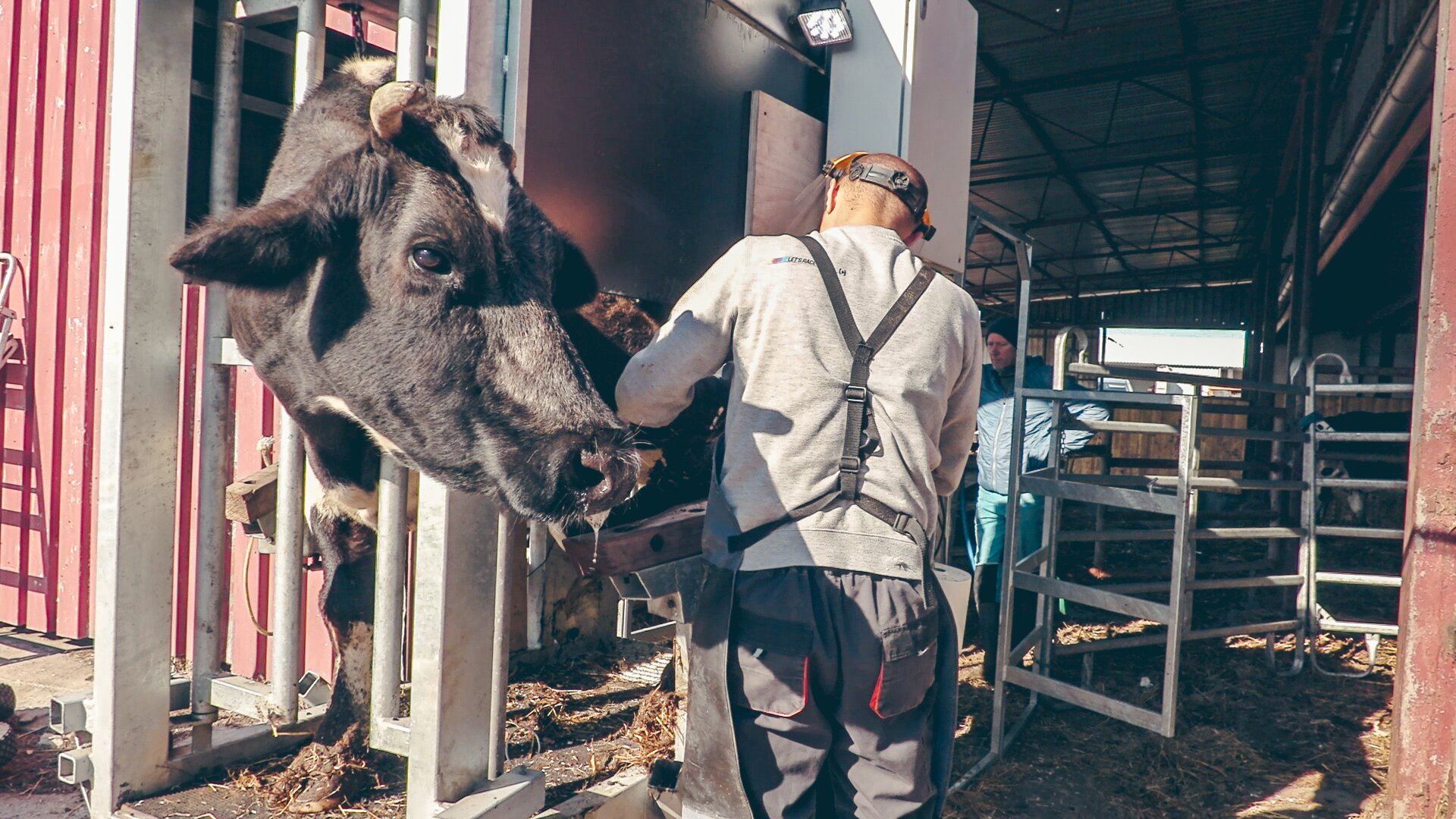 Zdjęcie przedstawia krowę znajdującą się w klatce poskromowej. Zapewnia ona dostęp do zwierzęcia przy jednoczesnym jego unieruchomieniu. 
