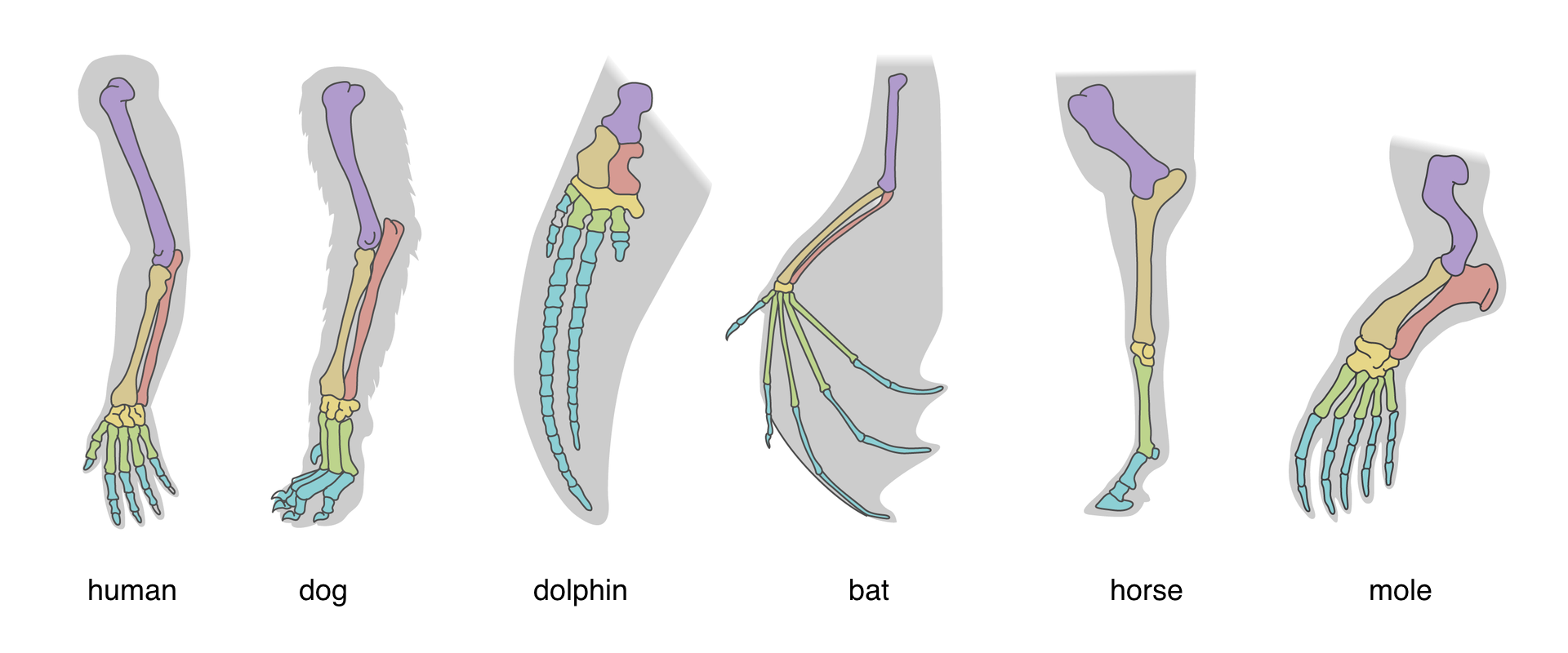 Ilustracja przedstawia 6 schematycznie narysowanych kończyn przednich ssaków z oznaczeniem kości wewnątrz kończyny. Kolory oznaczają różne kości. Ten sam kolor w każdej z kończyn oznacza tę samą kość szkieletu. Kości kończyn pionowo, na tle szarego zarysu kształtu kończyny. Od lewej kończyny: człowieka, psa, delfina, nietoperza, konia i kreta. Podpisane: human; dog; dolphin; bat; horse; mole.