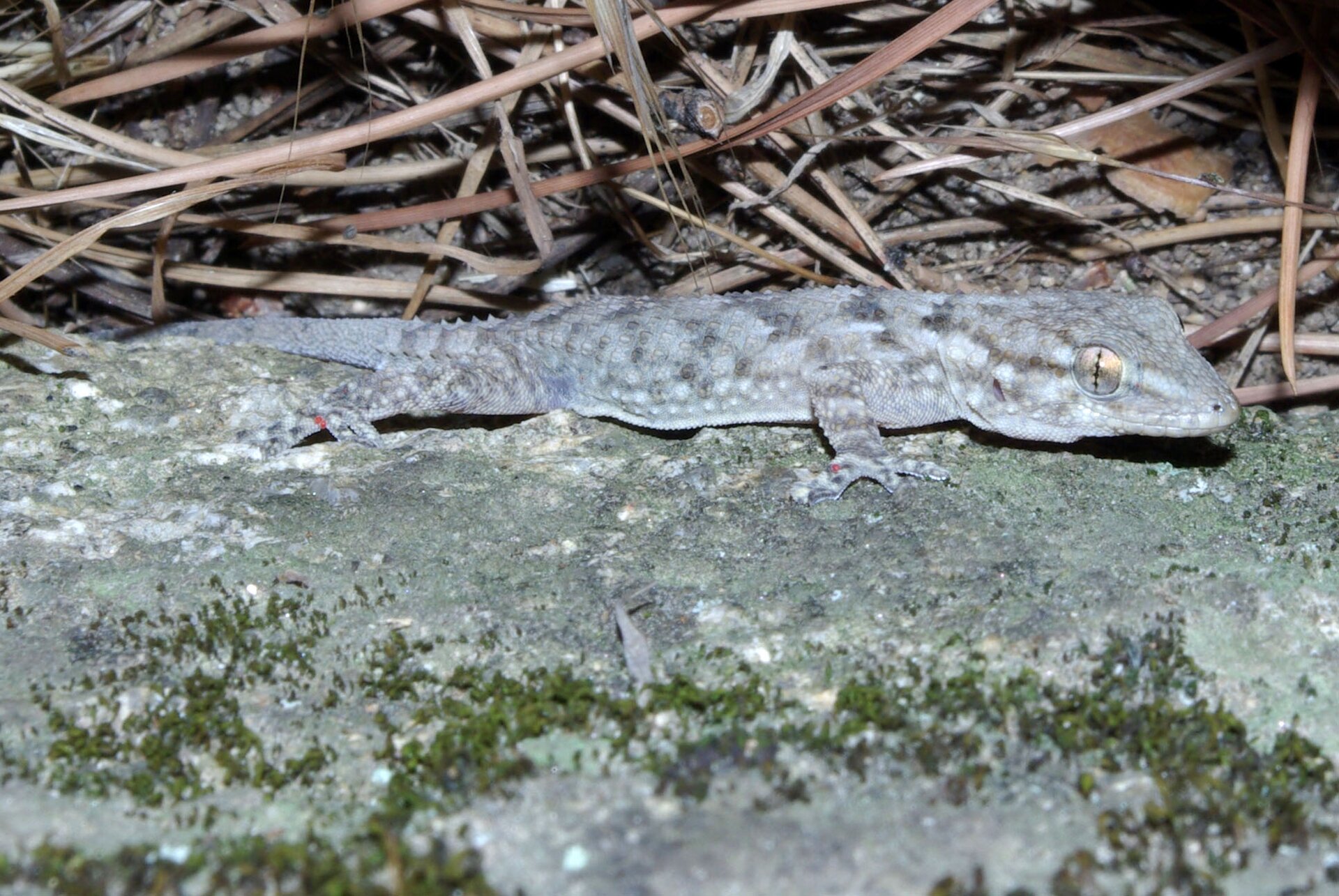 Zdjęcie przedstawia gekona murowego. Jest szaro‑zielonej barwy. Na skórze ma liczne małe wypustki. Posiada duże błyszczące oczy. 