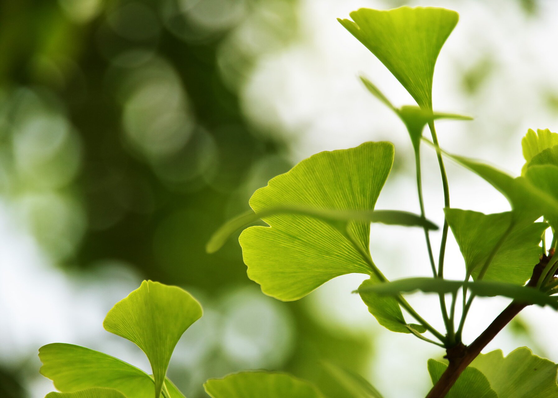Zdjęcie przedstawia liście miłorzębu dwuklapowego. Liście mają kształt wachlarza. Od ogonka liścia w stronę brzegu odchodzą cienkie żyłki.