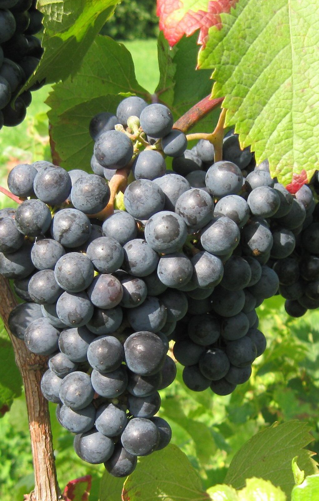 Zdjęcie przedstawia odmianę winorośli Rondo. Widoczne są kiście winogron na pędzie, złożone z kulistych jagód w kolorze ciemnofioletowym, prawie czarnym, otoczone liśćmi winorośli.