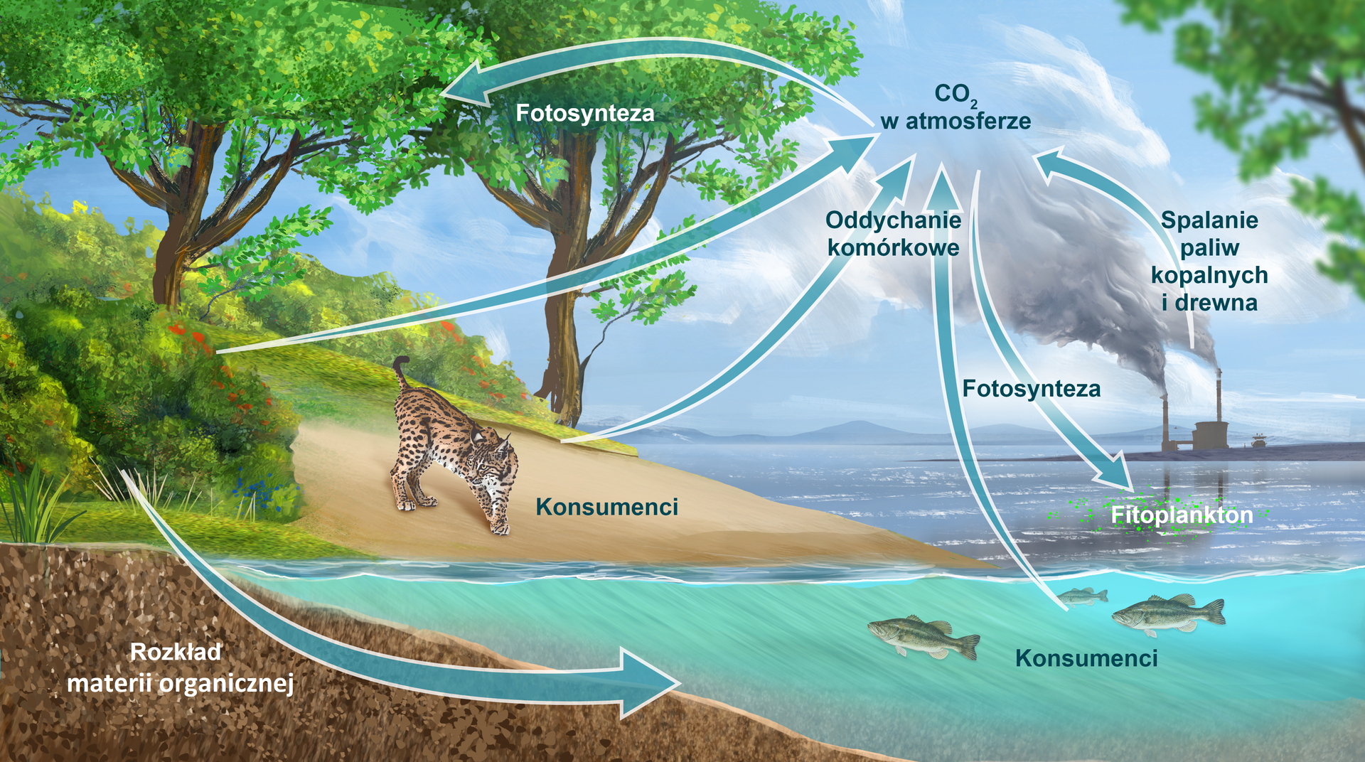 Na ilustracji przedstawiono fragment lądu lekko nachylonego w stronę zbiornika wodnego, zbiornik wodny oraz warstwę gleby. Na lądzie rosną drzewa oraz niższa roślinność. W pobliżu wody stoi ryś. W zbiorniku wodnym pływają ryby, znajduje się fitoplankton. W tle jest zakład przemysłowy z kominami, z których unosi się dym, oraz pasmo wzniesień. Opisano: 1. Dwutlenek węgla w atmosferze. Atmosfera jest jednym z głównym rezerwuarów węgla. Węgiel w atmosferze występuje przede wszystkim pod postacią dwutlenku węgla., 2. Spalanie paliw kopalnych i drewna. Paliwa kopalne oraz biomasa roślinna zawierają węgiel, który jest uwalniany do atmosfery w postaci dwutlenku węgla w procesie spalania., 3. Fotosynteza przeprowadzana przez fitoplankton i rośliny wodne. Fitoplankton (zbiorowisko glonów) oraz hydrofity wykorzystują dwutlenek węgla w procesie fotosyntezy do wytworzenia związków organicznych., 4. Fotosynteza przeprowadzana przez rośliny lądowe. Rośliny wykorzystują dwutlenek węgla w procesie fotosyntezy do wytworzenia związków organicznych., 5. Konsumenci zamieszkujący ląd. Konsumenci (zwierzęta, grzyby, heterotroficzne protisty i prokarionty), zjadając rośliny, wykorzystują węgiel zawarty w związkach organicznych w celach energetycznych oraz jako materiał budulcowy., 6. Oddychanie. Wszystkie organizmy wydalają węgiel pod postacią dwutlenku węgla do atmosfery lub wody podczas oddychania., 7. Konsumenci zamieszkujący zbiorniki wodne. Konsumenci, zjadając fitoplankton i roślinny wodne (hydrofity), wykorzystują węgiel zawarty w związkach organicznych w celach energetycznych oraz jako materiał budulcowy., 8. Rozkład. Źródłem węgla w środowisku są również procesy rozkładu materii organicznej pochodzącej ze szczątków roślin i zwierząt.