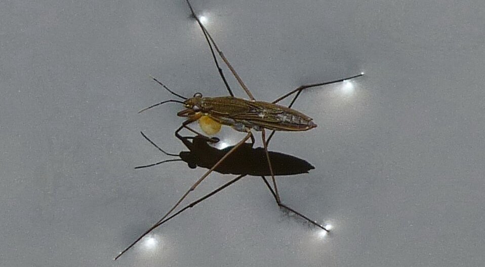 Ilustracja przedstawia insekta unoszącego się na wodzie.