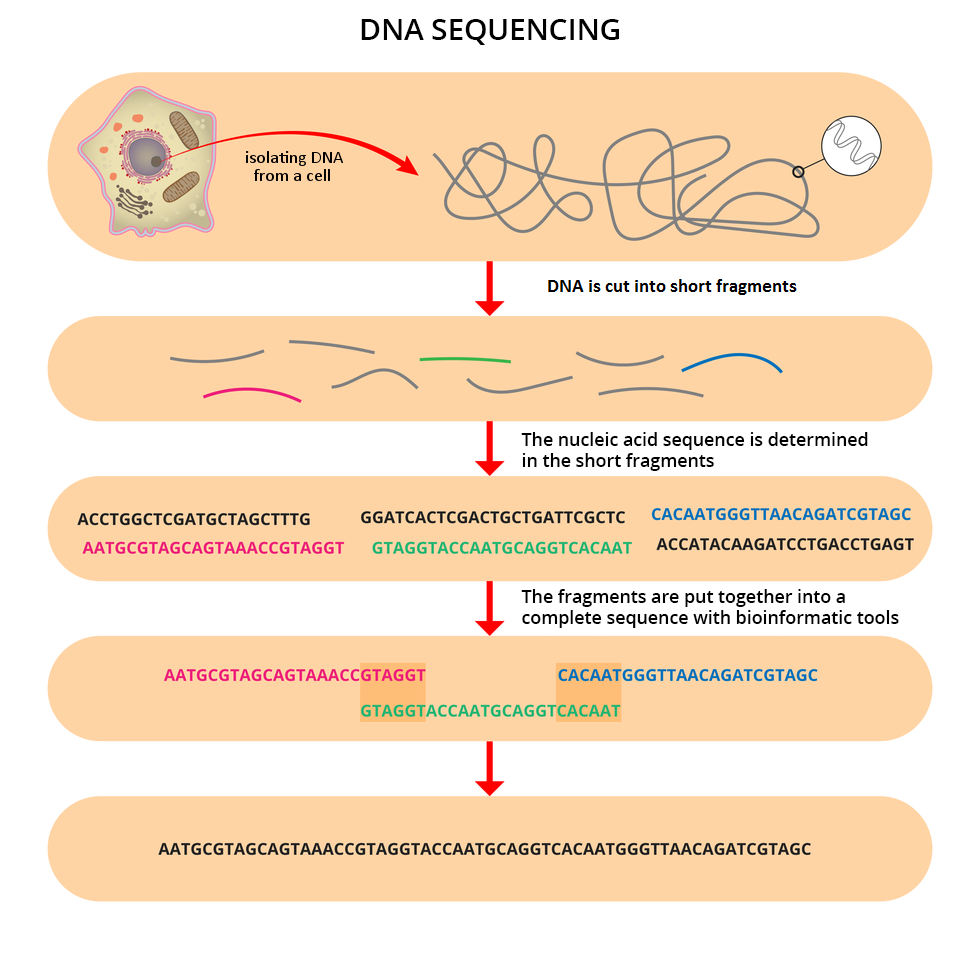 Schemat w formie różowych czworokątów przestawia sposób sekwencjonowania DNA. W górnym czworokącie znajduje się obraz komórki i szara, długa nić jej DNA. Poniżej kolorowe krótkie nici oznaczają pocięcie fragmentu DNA na małe odcinki. Strzałka prowadzi do prostokąta z zapisem odczytanej sekwencji nukleotydów. Niektóre fragmenty są w kolorach: różowym, zielonym i niebieskim. Na kolejnym etapie fragmenty są składane w jedną sekwencję. Ciemniejszy kolor oznacza identyczne odcinki. Ostatni czworokąt przedstawia zapis uzyskanej w ten sposób sekwencji DNA. Podpisano: isolating DNA from a cell; DNA is cut into short fragments; The nucleic acid sequence is determined in the short fragments; The fragments are put together into a complete sequence with bioinformatic tools