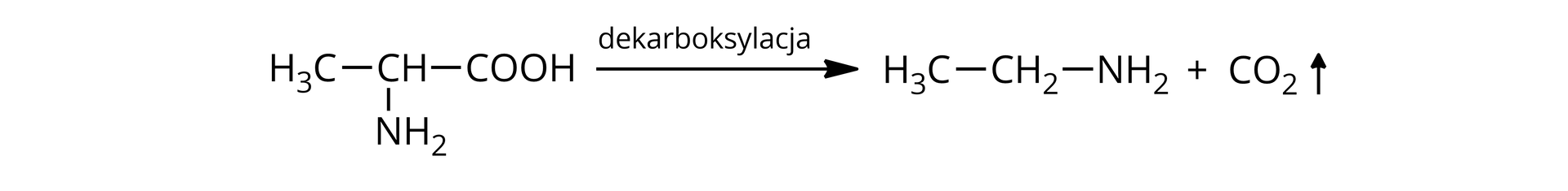 Na ilustracji jest równanie reakcji: cząsteczka alaniny - do atomu węgla przyłączone są atom wodoru, grupa metylowa, aminowa i karboksylowa, strzałka w prawo, nad strzałką zapis: dekarboksylacja, powstaje etyloamina dodać dwutlenek węgla.