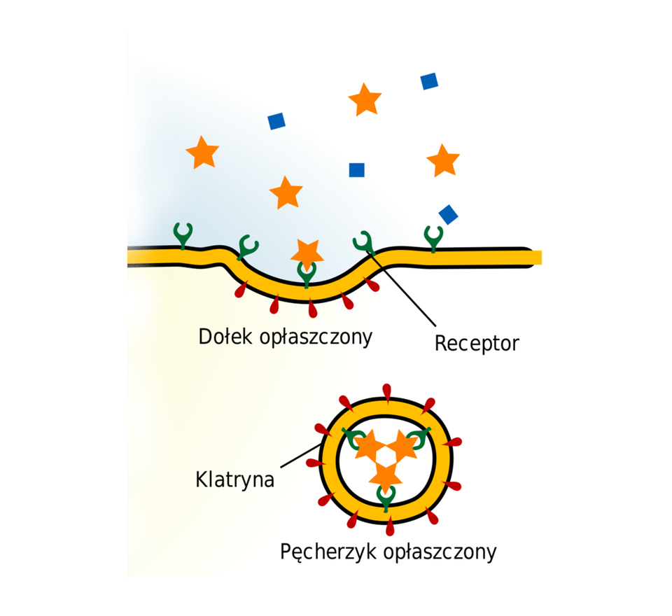 Rysunek przedstawia endocytozę kierowaną receptorami. Na skutek działania kompleksów klatryny dochodzi do wpuklenia w głąb błony komórkowej, w wyniku czego powstaje opłaszczony dołek. Jest on wciągany do wnętrza komórki, zamyka się i wnika do cytoplazmy jako pęcherzyk opłaszczony, we wnętrzu którego znajdują się receptory z wychwyconymi substancjami. Pęcherzyk opłaszczony pokryty jest klaryną.