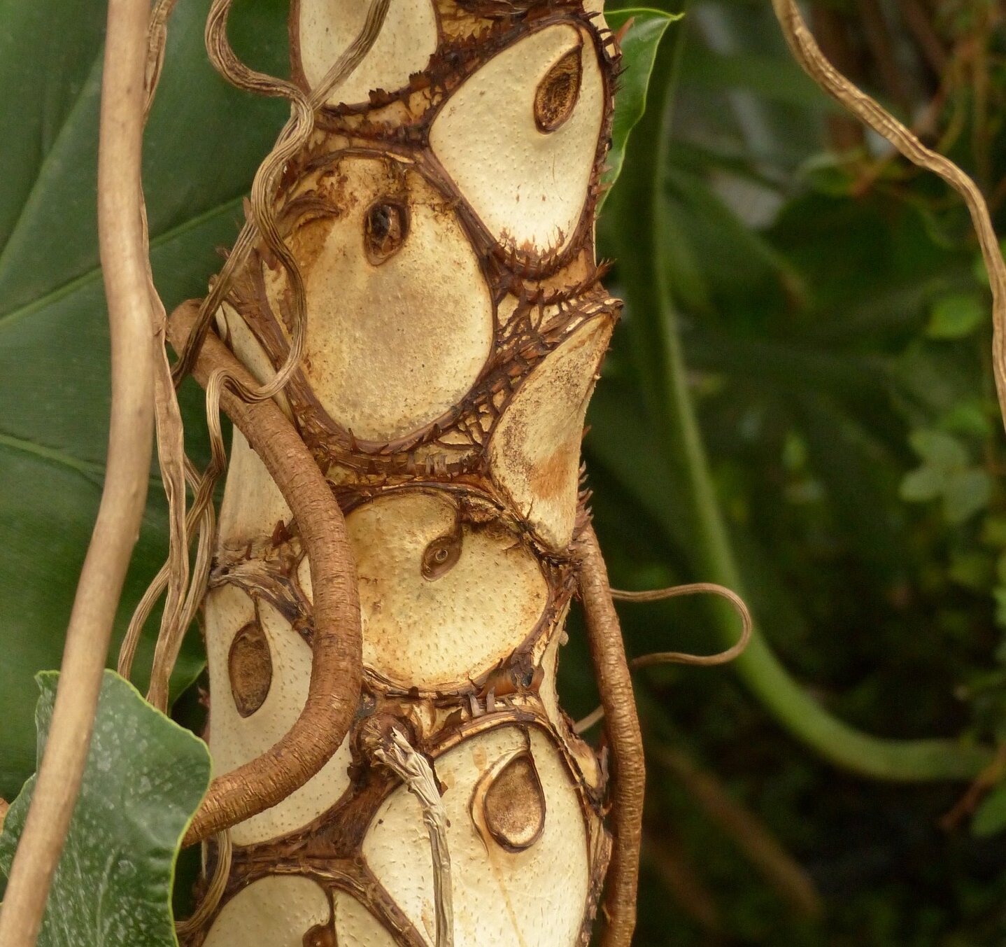 Zdjęcie przedstawia brązową łodygę w charakterystyczne koła o jaśniejszym zabarwieniu oraz odstające od niej brązowe korzenie.