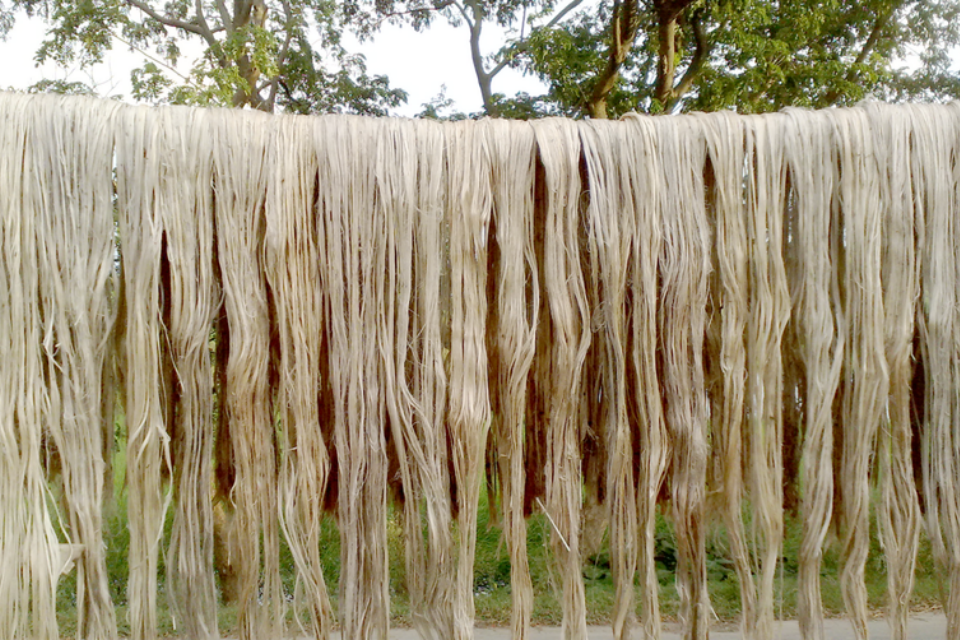 Włókna bambusa, które suszą się na dworze. Wiszą na sznurze, wyglądają jak długie włosy.