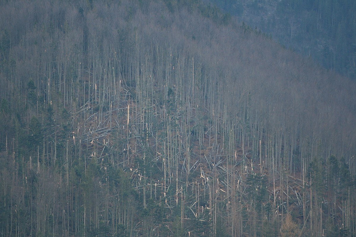 Zdjęcie przedstawia zbocze góry, na którym rośnie las iglasty. Część drzew jest powalona, część pni połamana.
