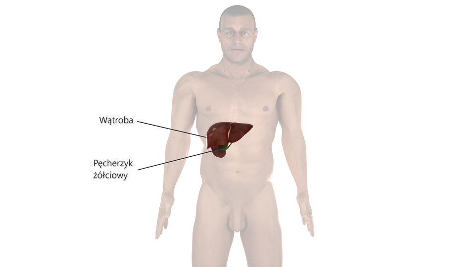 Grafika przedstawia położenie wątroby oraz pęcherzyka żółciowego w ciele człowieka. Wątroba leży w prawym podżebrzu pod przeponą, częściowo przechodząc do górnego nadbrzusza i lewego podżebrza. Pod nią znajduje się pęcherzyk żółciowy.