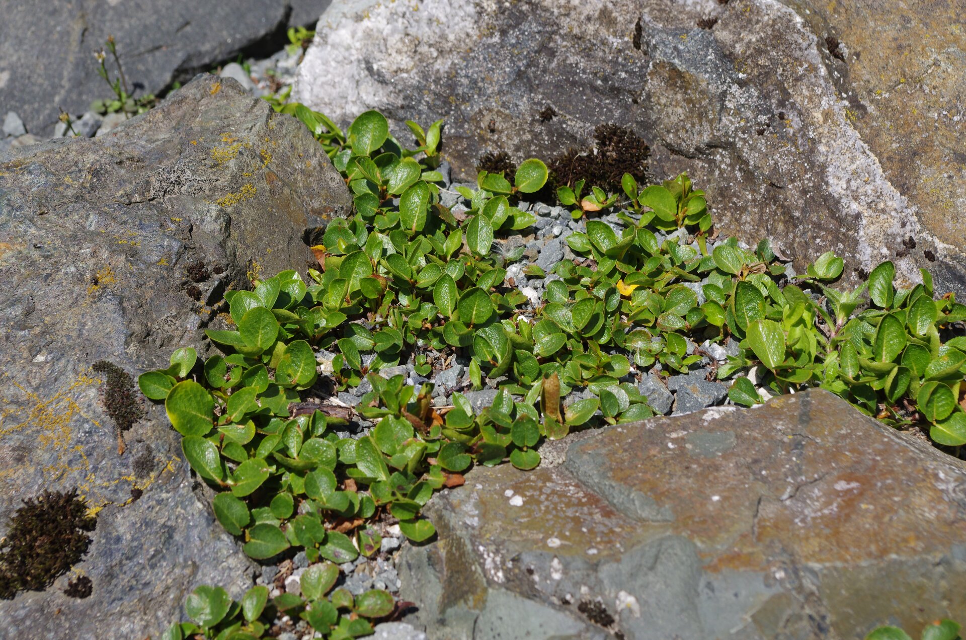 Na fotografii widoczna jest wierzba zielna. Porasta ona szare głazy. Składa się ze skupiska wielu zielonych, drobnych, owalnych liści.